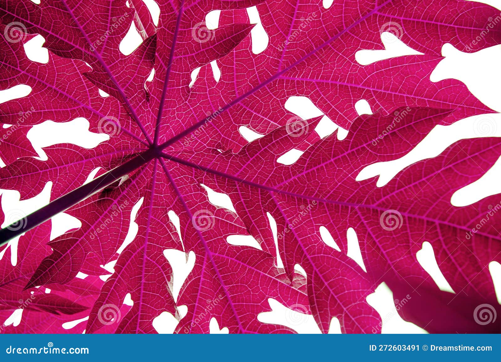 Lilac papaya leaf stock image. Image of flora, blue 272603491