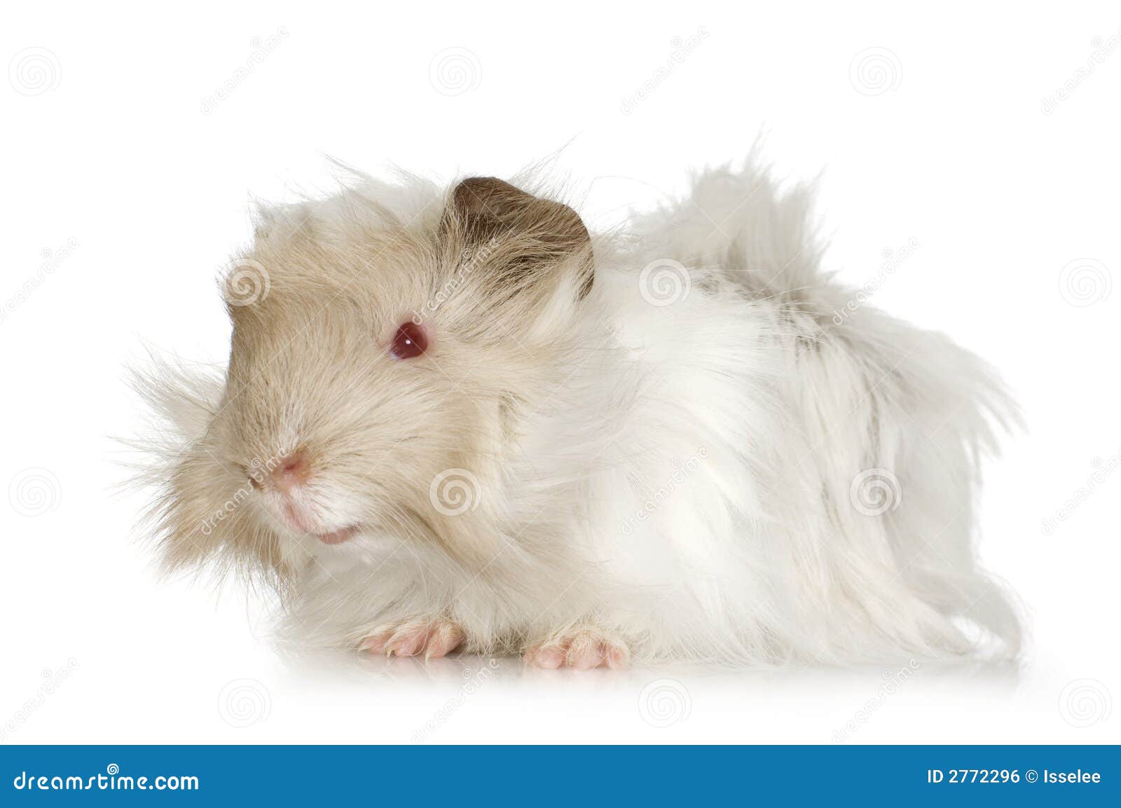 Lilac peruvian guinea pig stock photo. Image of background 2772296