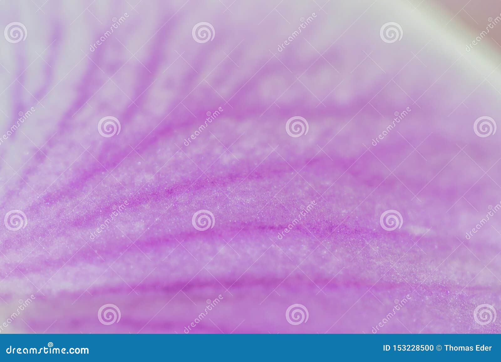 Lilac petal of an orchid stock photo. Image of grow 153228500