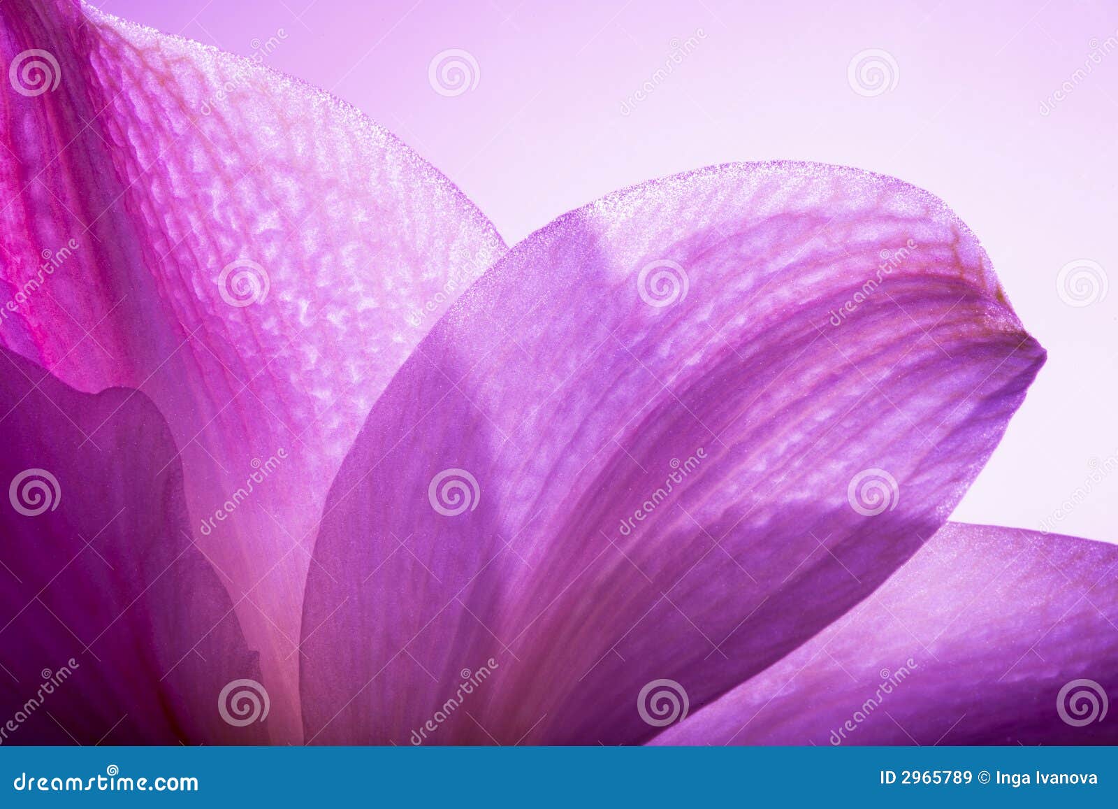 Lilac Petals stock image. Image of pink, close, purple 2965789