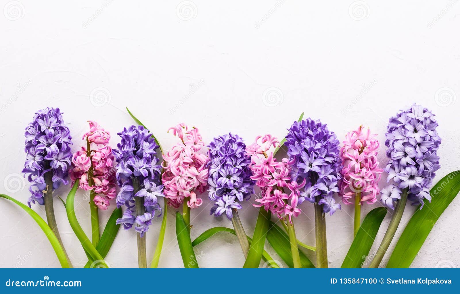 Flowers Composition with Lilac and Pink Hyacinths Stock Photo Image