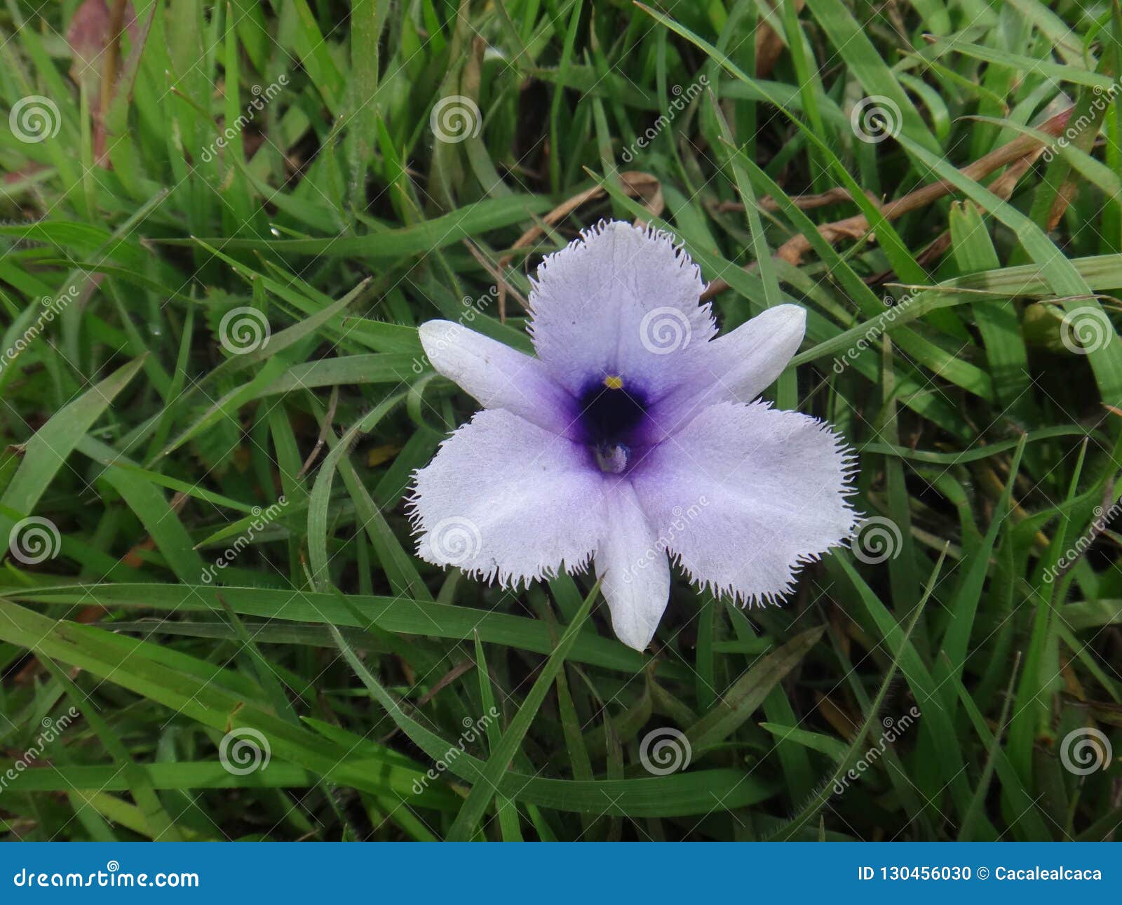 Hydrophytic Stock Photos - Free & Royalty-Free Stock Photos from Dreamstime