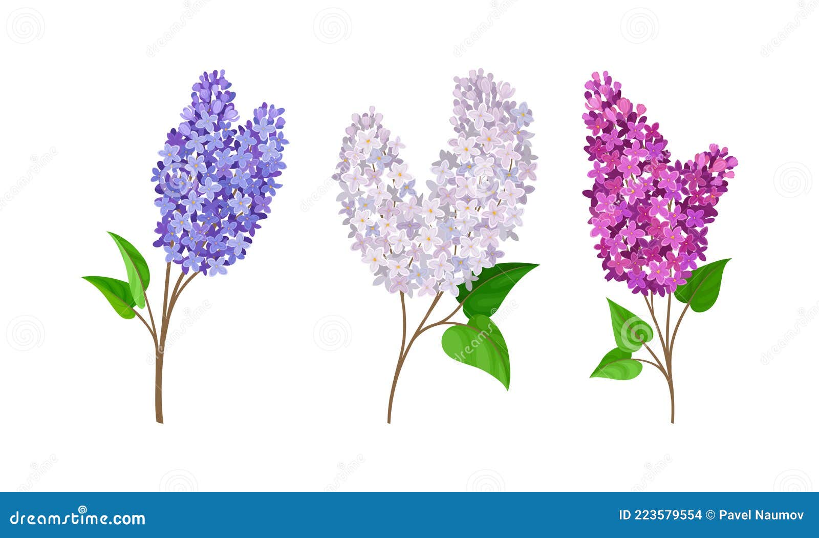 Lilac or Syringa Flowers with Showy Aromatic Blossom on Stem Vector Set ...