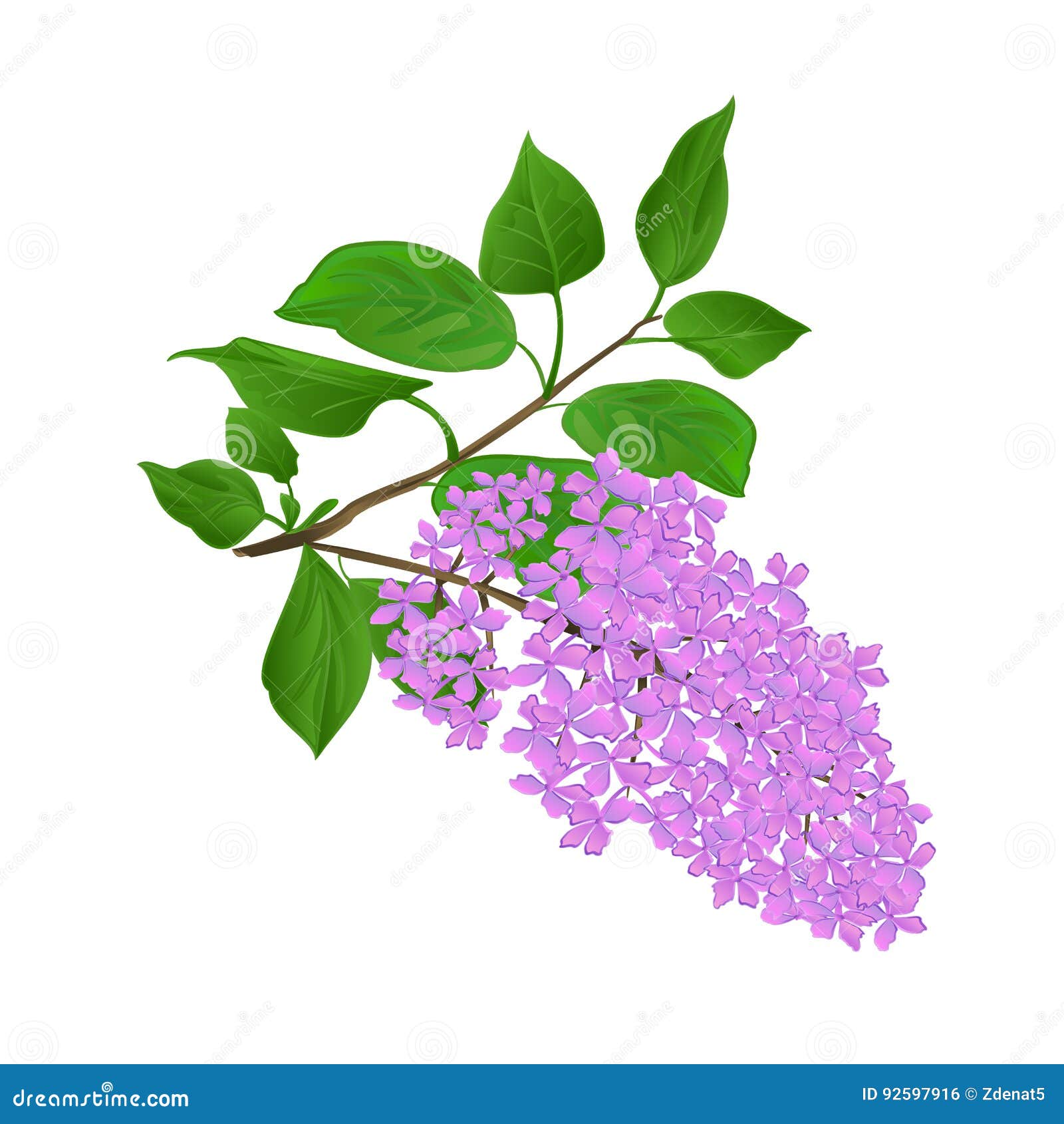 Lilac Twig with Flowers and Leaves Vintage Hand Draw Natural Background ...