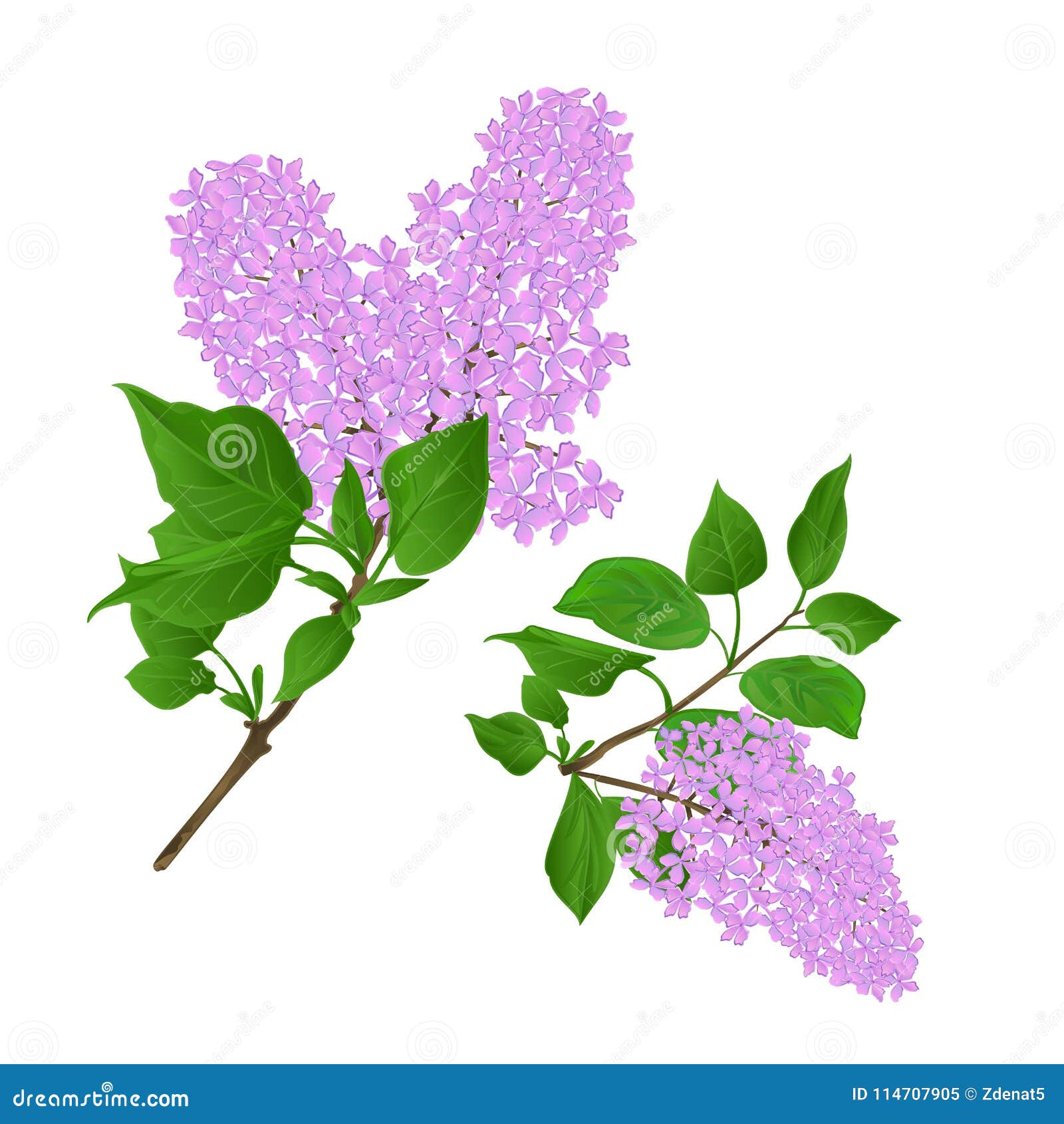 Lilac Twigs with Flowers and Leaves Vintage Set First Vector ...