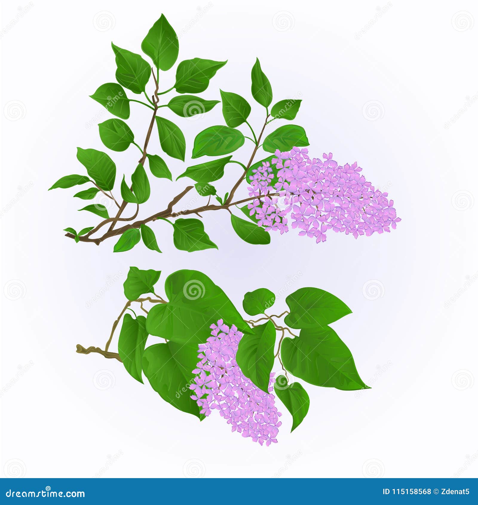 Lilac Twigs with Flowers and Leaves Vintage Set Two Vector Illustration ...