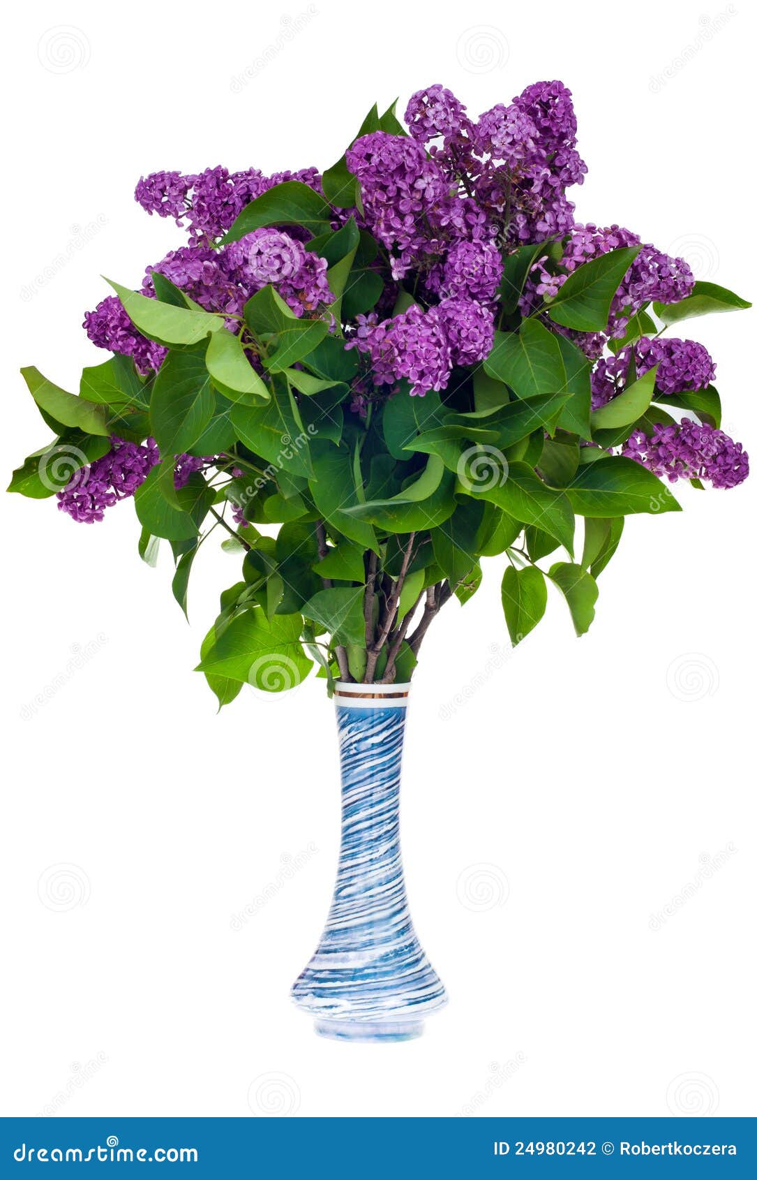 Lilac in a vase stock photo. Image of isolate, bouquet 24980242