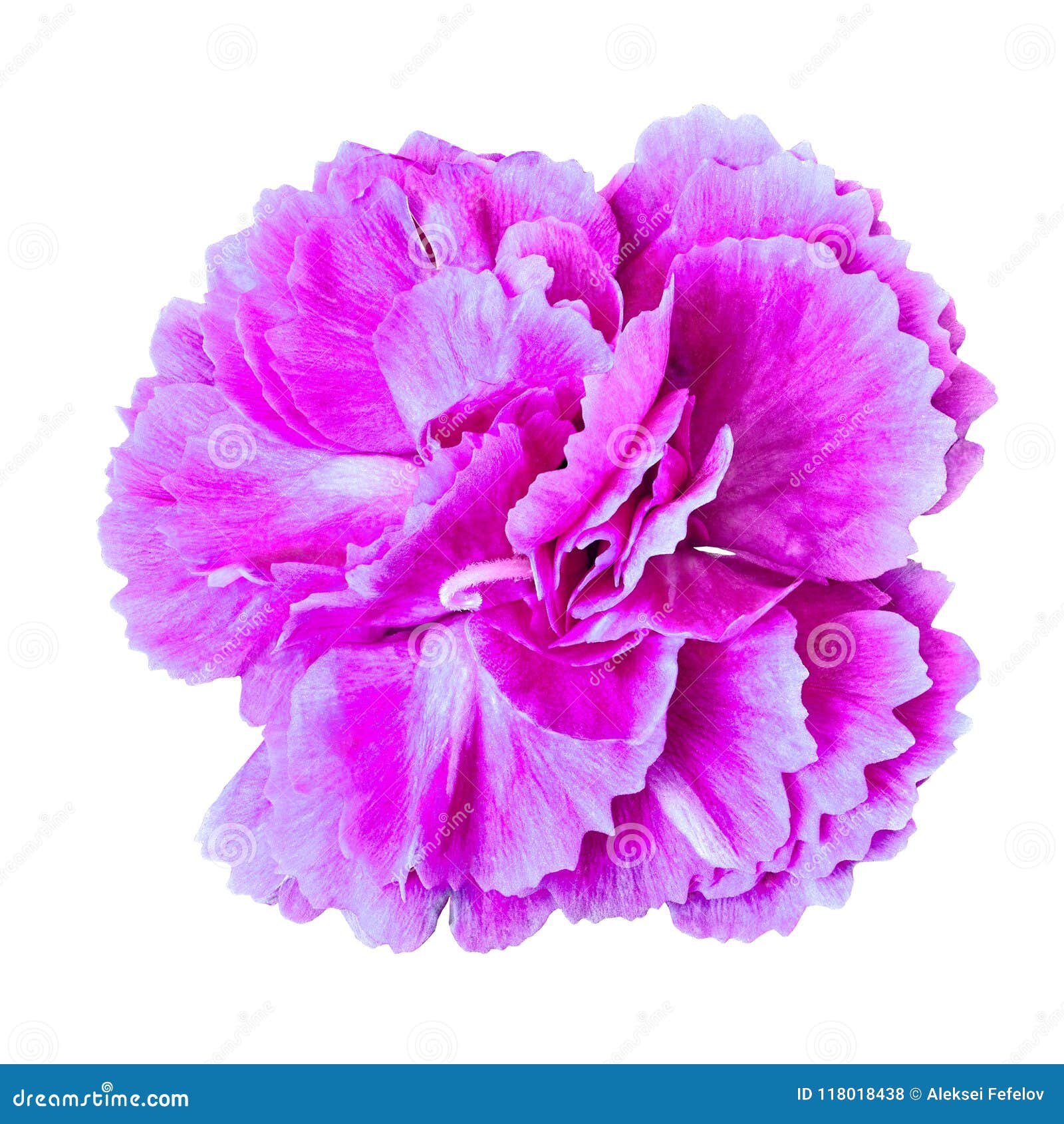 Lilac White Carnation Flower Isolated on White Background. Closeup