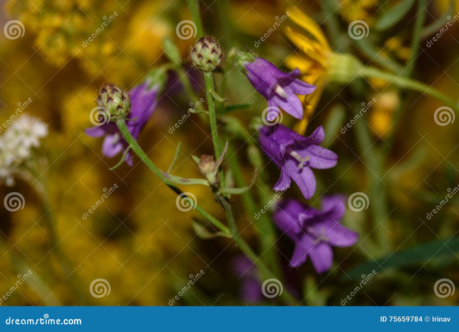 lilac wild flowers meadow
