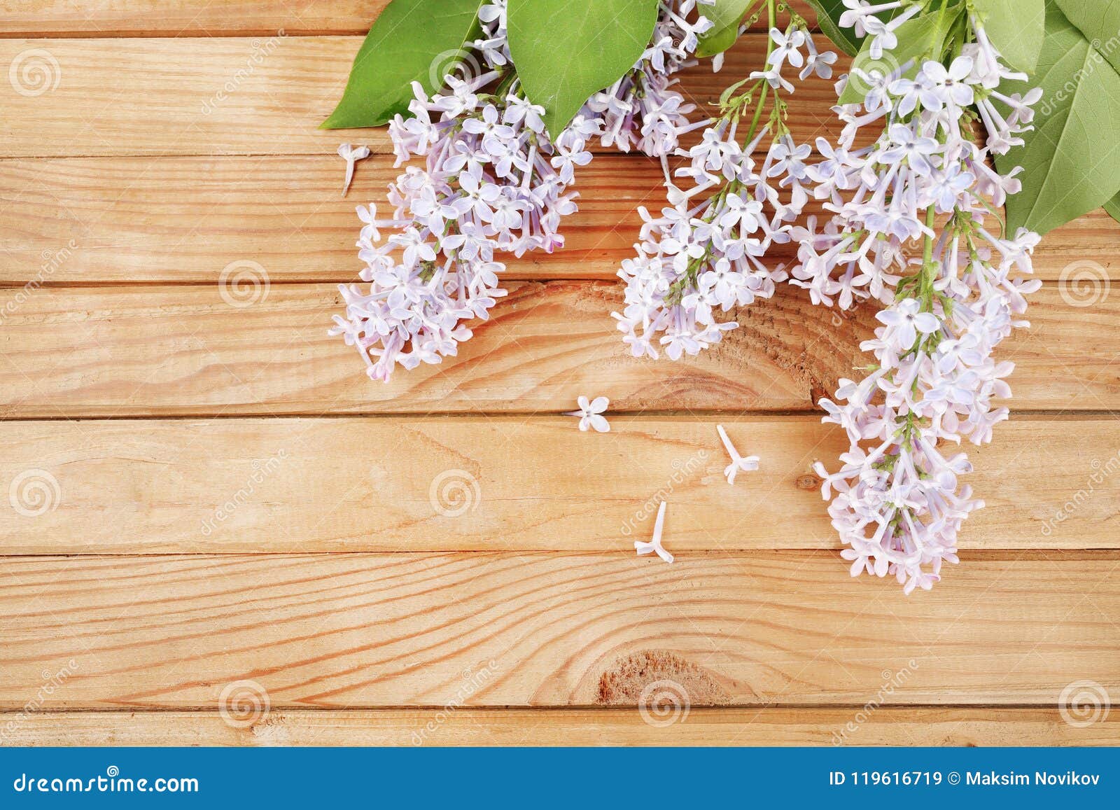Lilaclilac On A Wooden Background Stock Image Image Of Lilac Images, Photos, Reviews