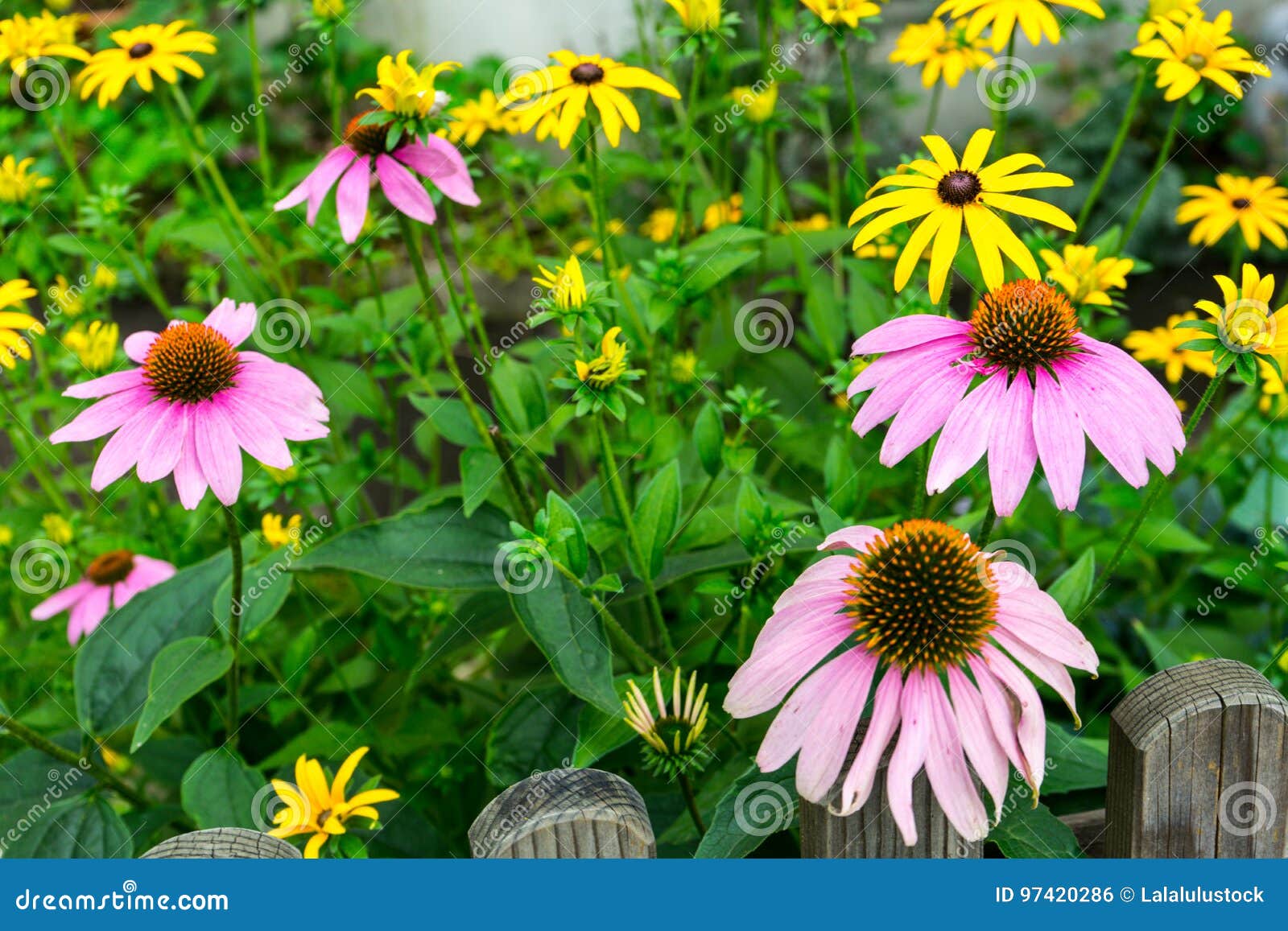 Lilac and yellow flowers stock photo. Image of nature 97420286