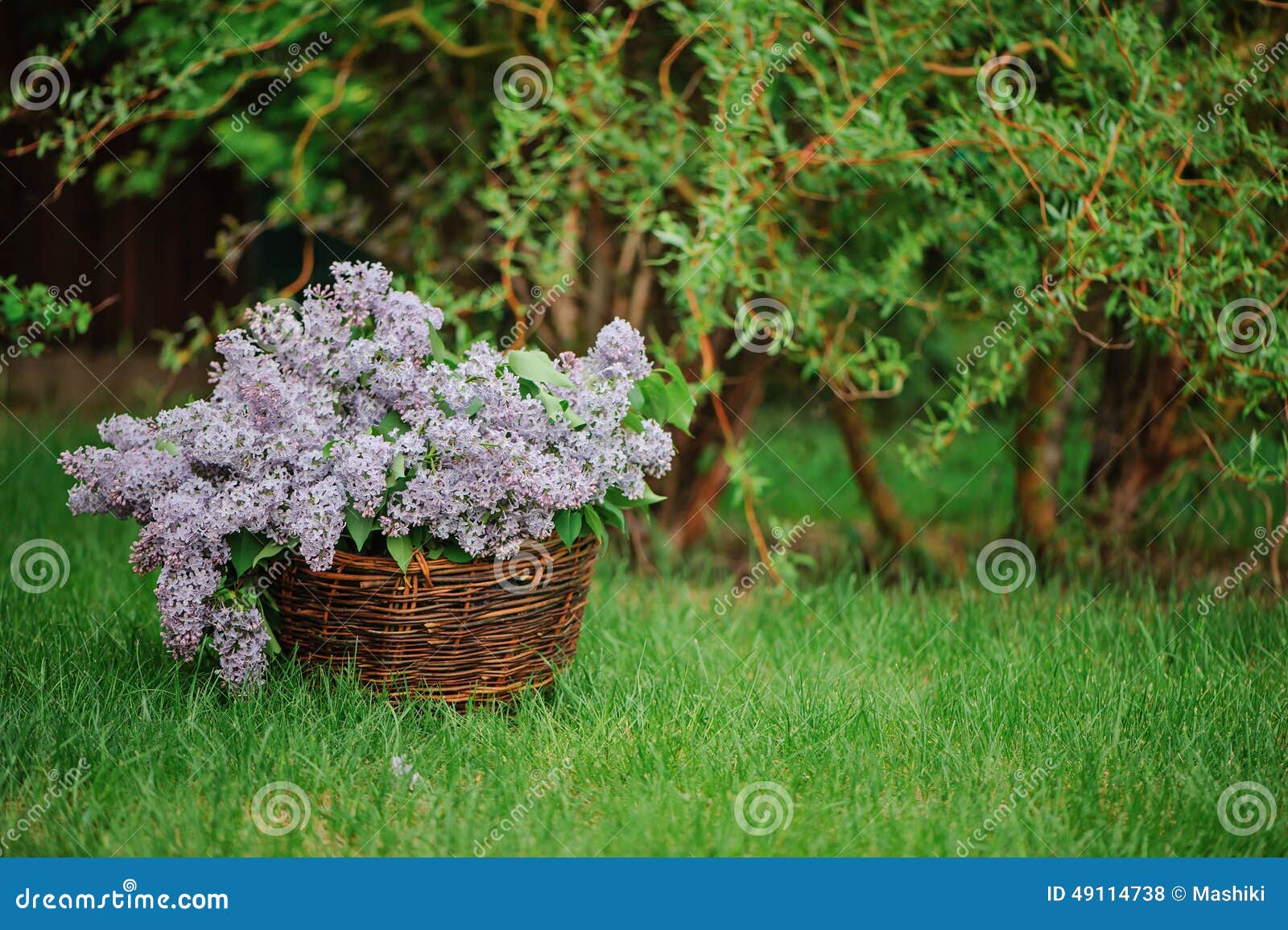 lilacs in basket on the green lawn in spring garden
