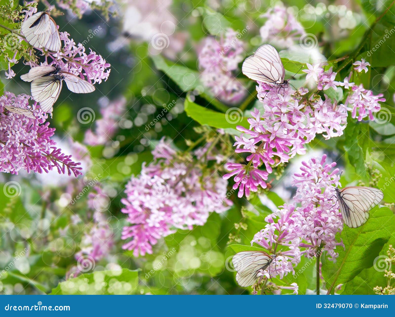 Lilacs and butterflies stock photo. Image of nature, flower 32479070