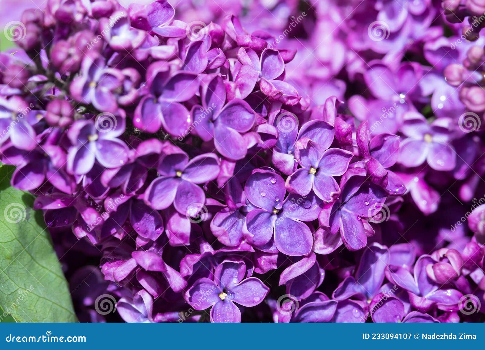 Lilacs in Close-up. Blossoms of Lilacs. Purple Flowers. Drops on ...