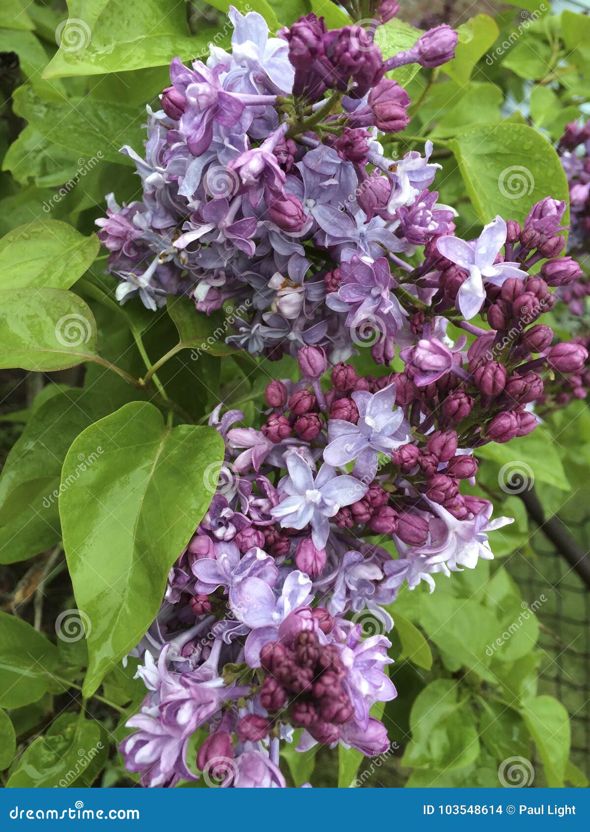 Lilacs stock photo. Image of nature, purple, england 103548614
