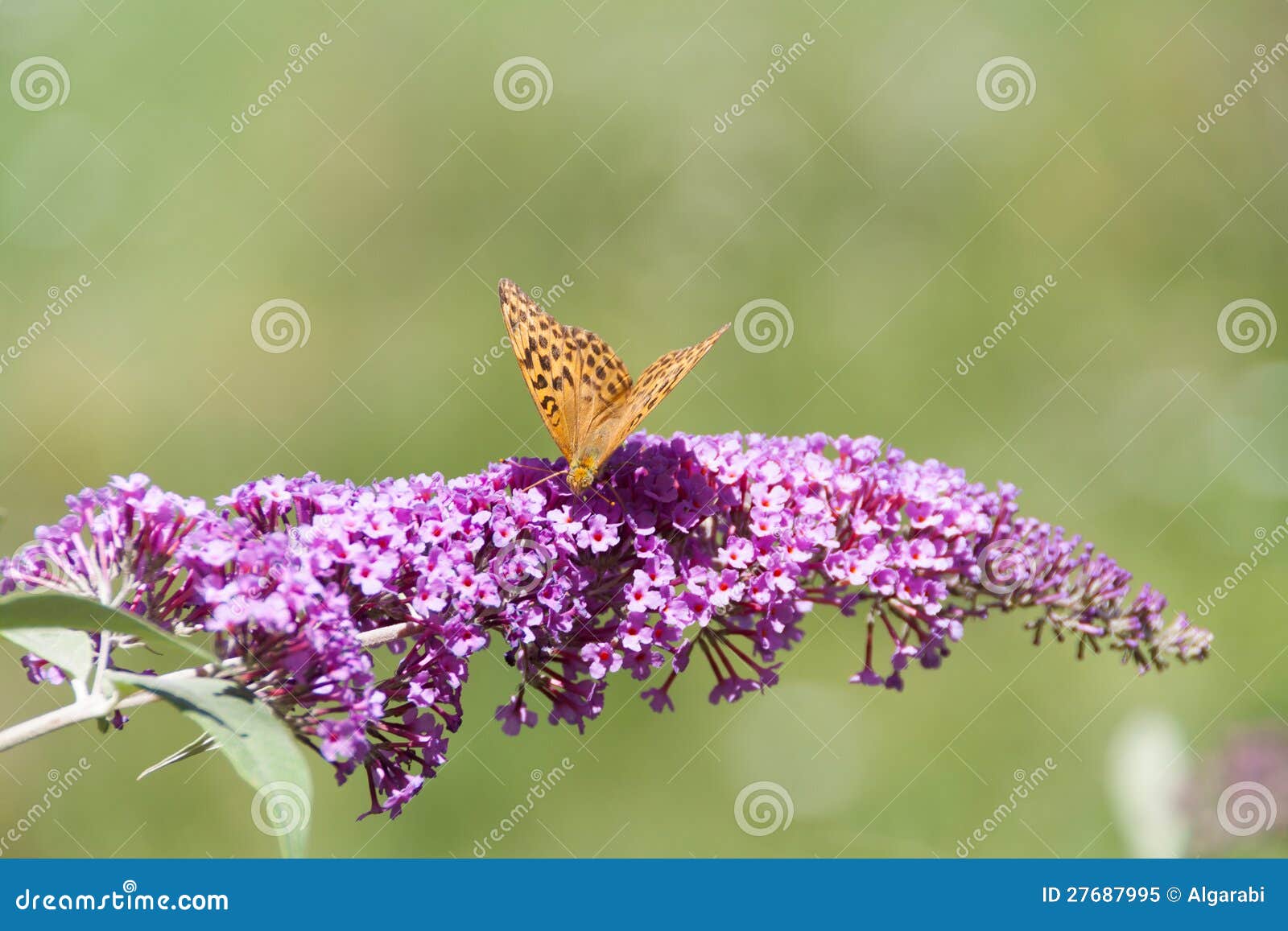 Lilacs Flowers and Butterfly Stock Image Image of outdoor, background