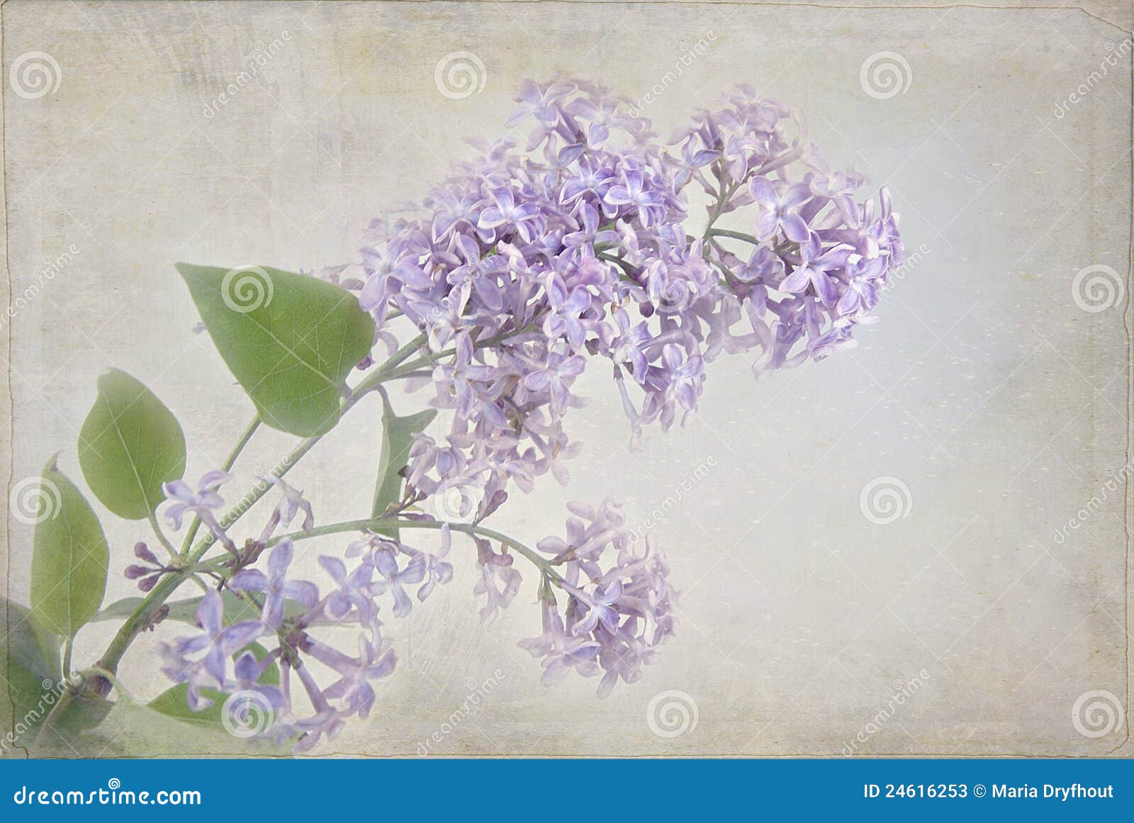 Lilacs with pastel texture stock image. Image of floral 24616253