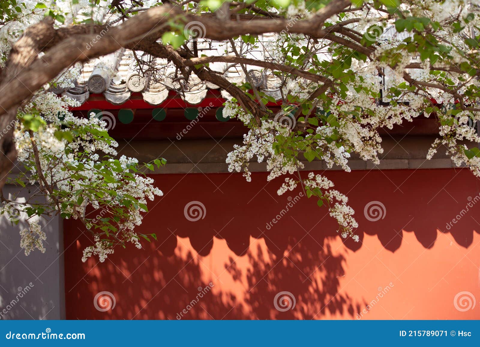 Lilas Blanc Au Printemps Style Architectural Chinois Traditionnel Murs  Rouges Image stock - Image du royal, ornements: 215789071