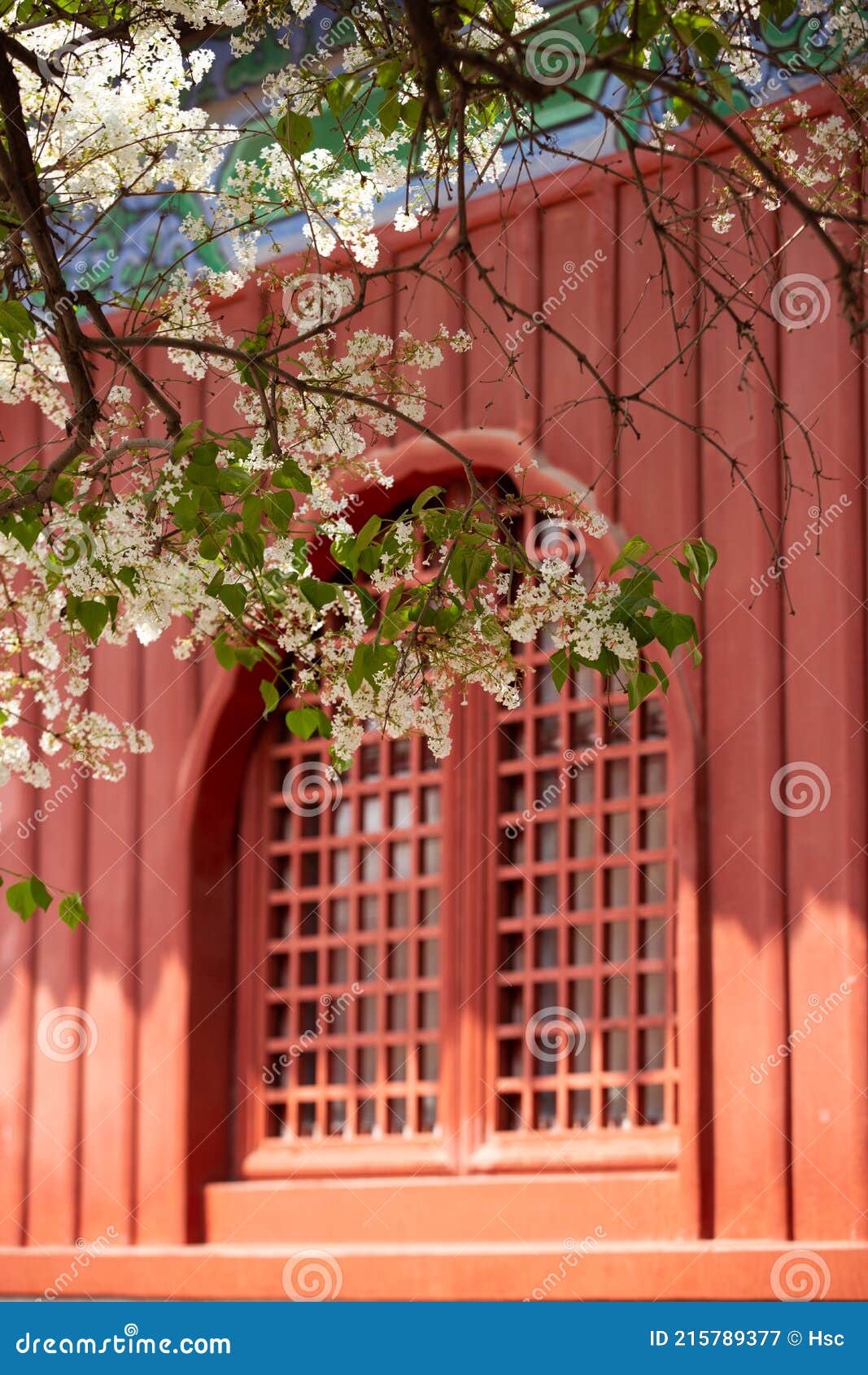 Lilas Blanc Au Printemps Style Architectural Chinois Traditionnel Murs  Rouges Image stock - Image du fond, contexte: 215789377