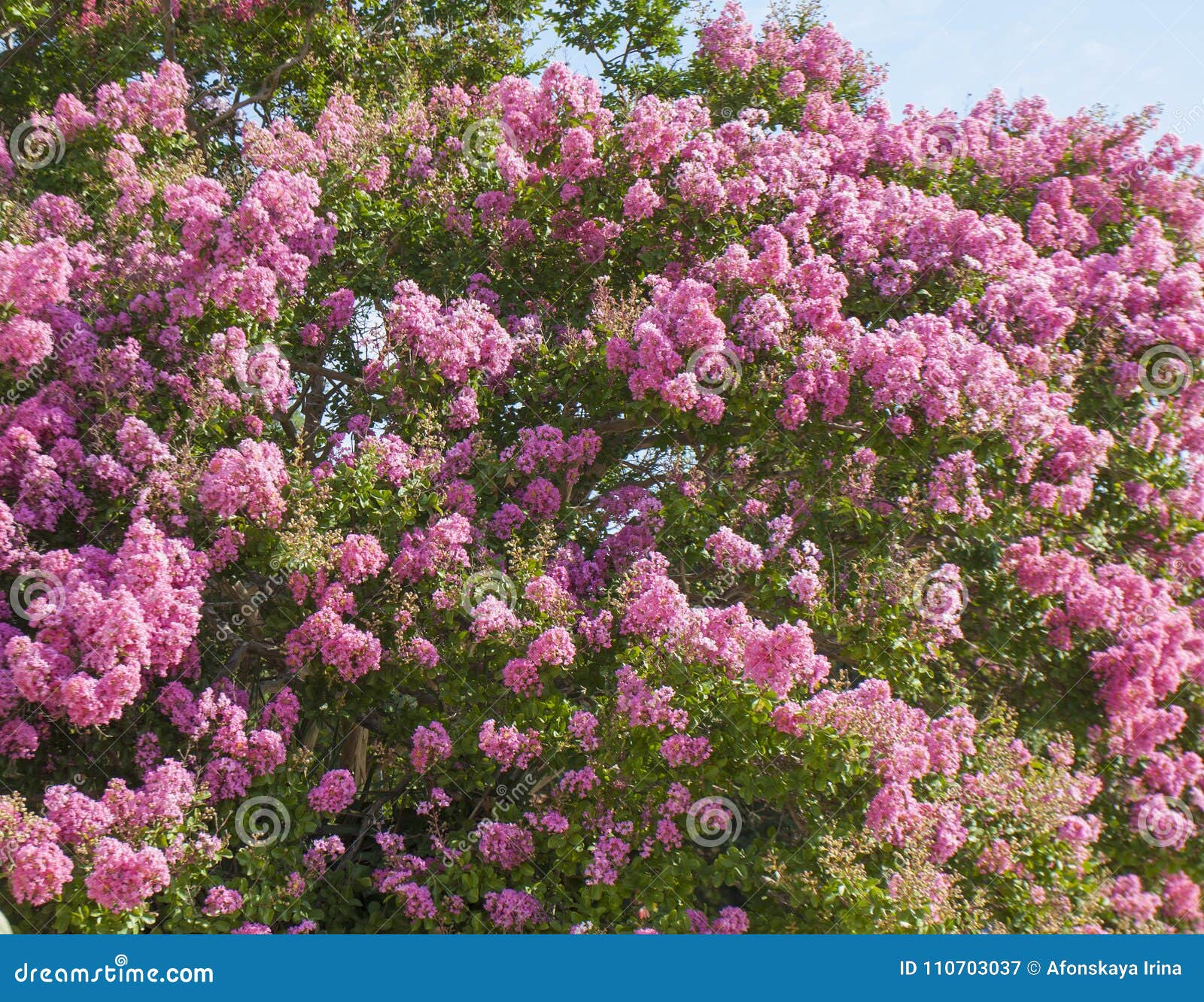 Lilas Japonais, Cognassier Du Japon Latin De Syringa De Nom Image stock -  Image du lilas, fleur: 110703037