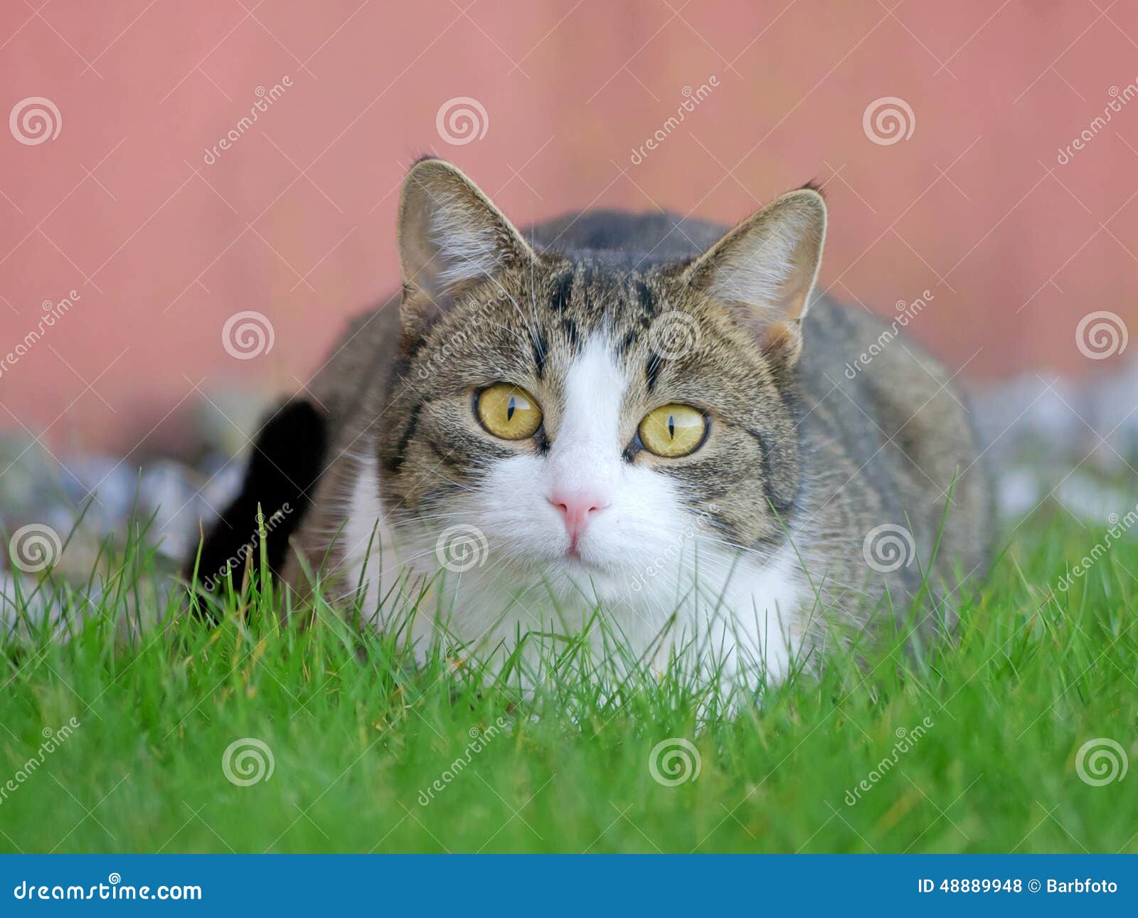 Lili stock photo. Image of tabby, nose, white, housecat 48889948