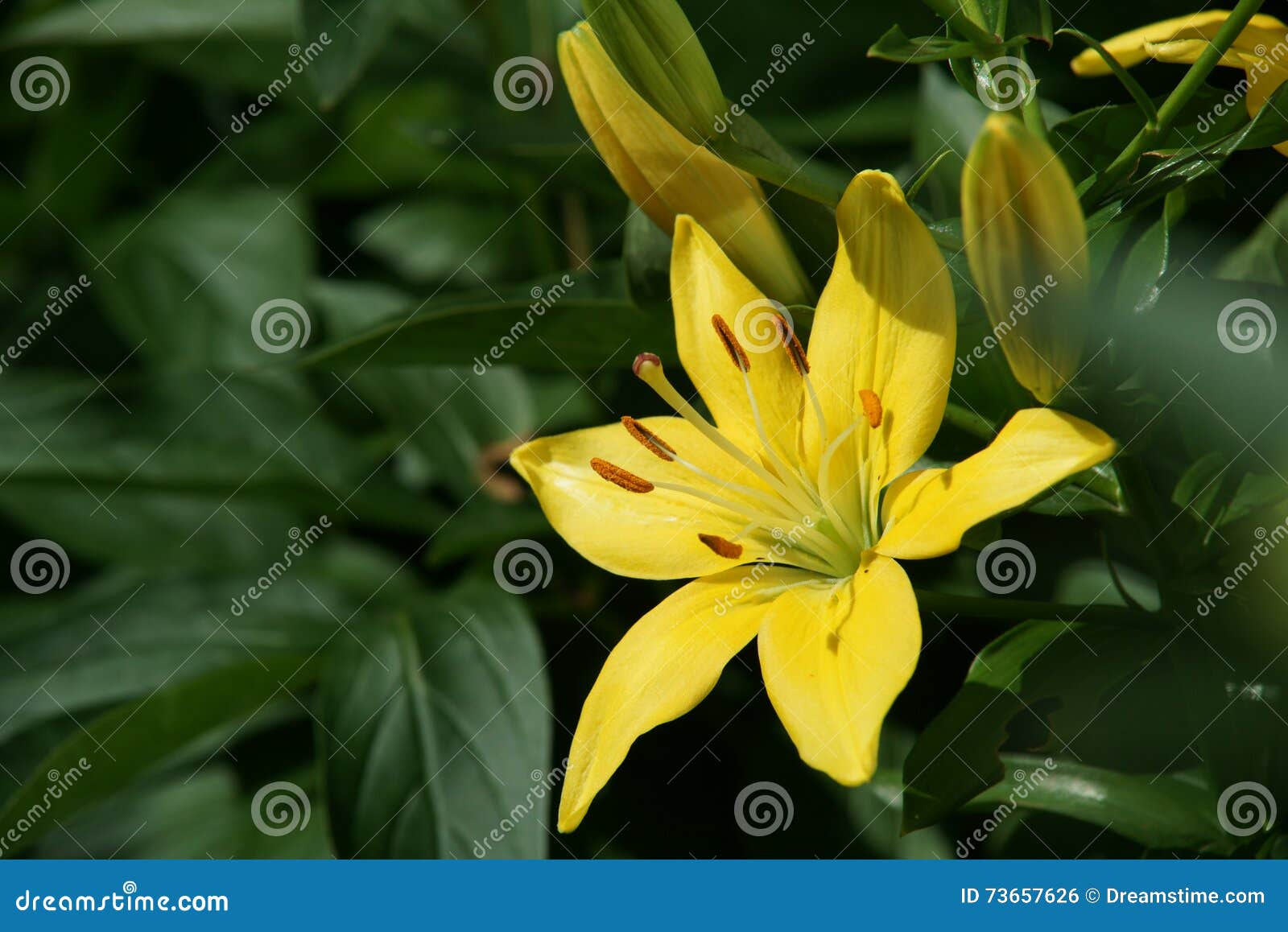 Lili stock photo. Image of lili, green, lilly, garden 73657626