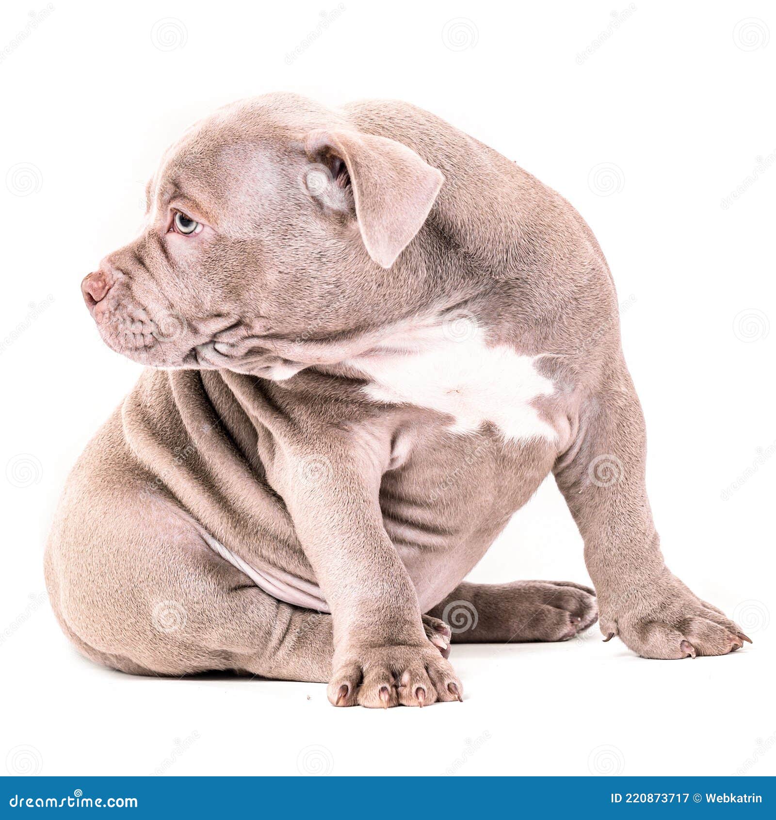 American bully dog - characteristic, appearance and pictures