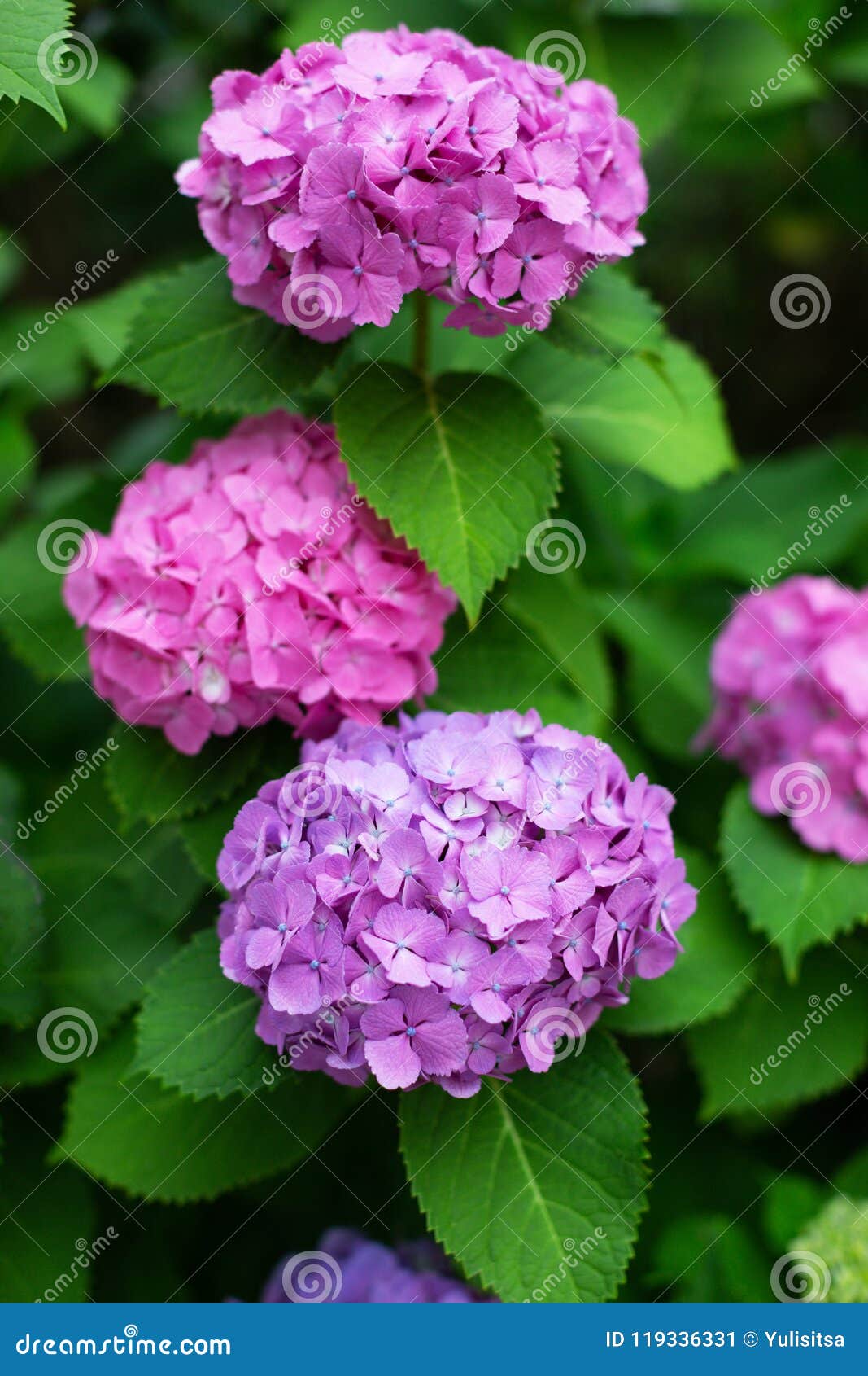 Liliac And Purple Japanese Hydrangeas Flowers Ajisai Stock Image Image Of Botanical Blossom