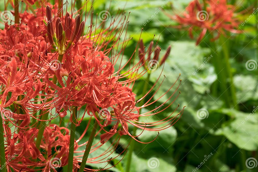 Lilie der roten Spinne stockfoto. Bild von garten, pflanzen 78150864