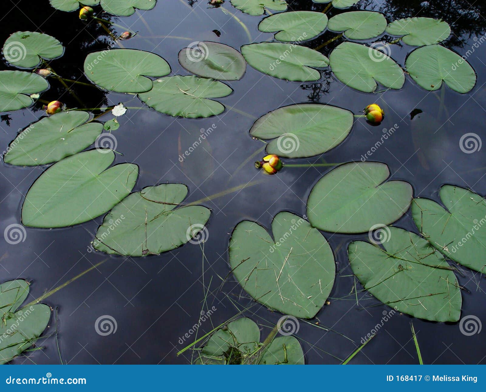 LilienAuflagen im Teich stockbild. Bild von inneres, lilien 168417