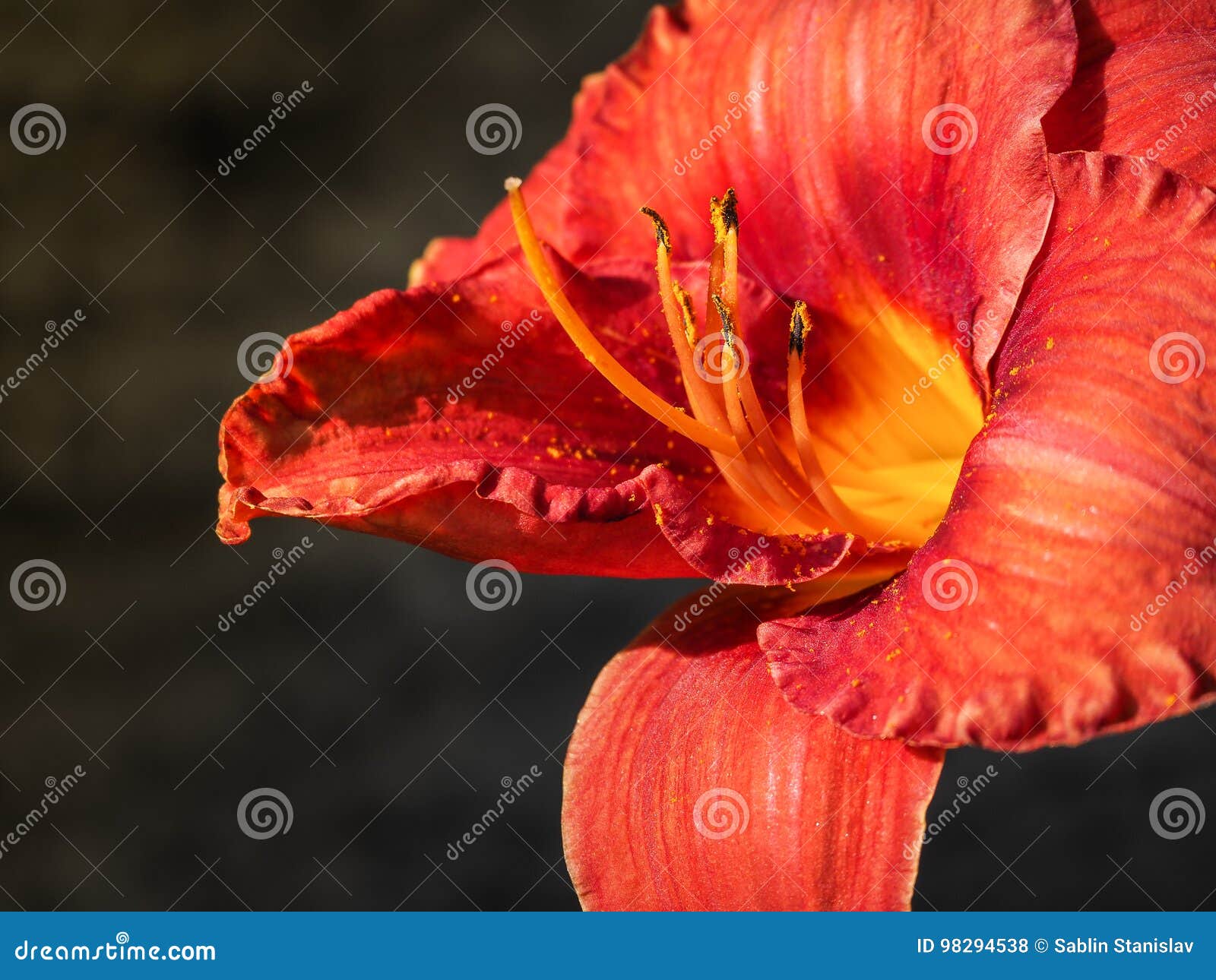 Lilienbluten Auf Einem Dunklen Hintergrund Einfach Zu Bearbeiten Und Zu Andern Orange Lilie Stockfoto Bild Von Lilie Andern