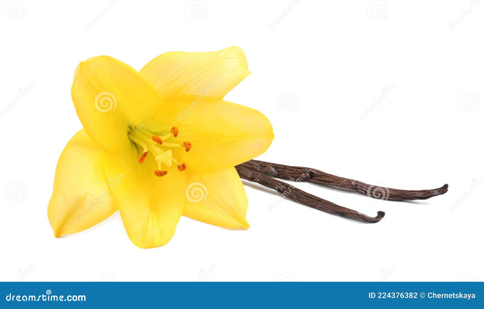 Lilienblume Und Vanillestäbchen Auf Weißem Hintergrund Stockfoto - Bild ...