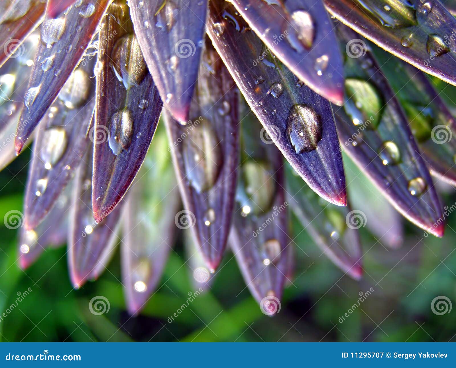 Lilies stock image. Image of drop, fall, impact, character 11295707