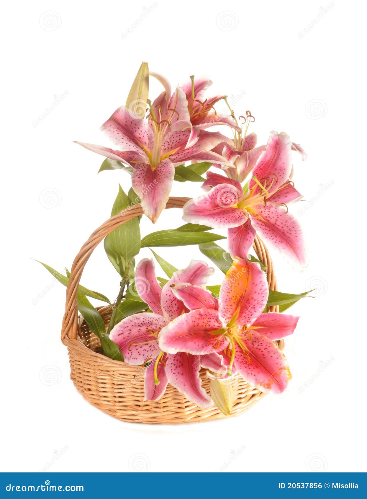 Lilies in a basket stock photo. Image of flowers, basket 20537856
