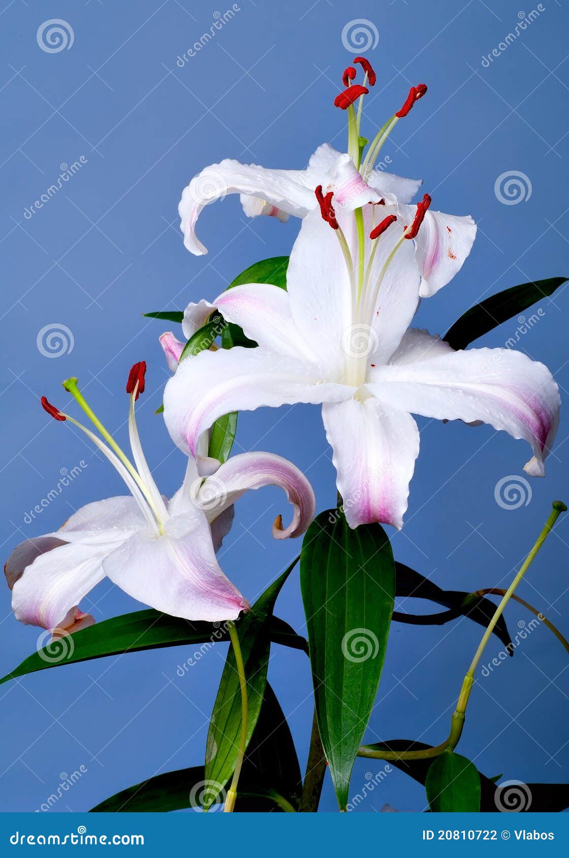 Lilies on a Blue Background Stock Photo Image of blossom, beautiful