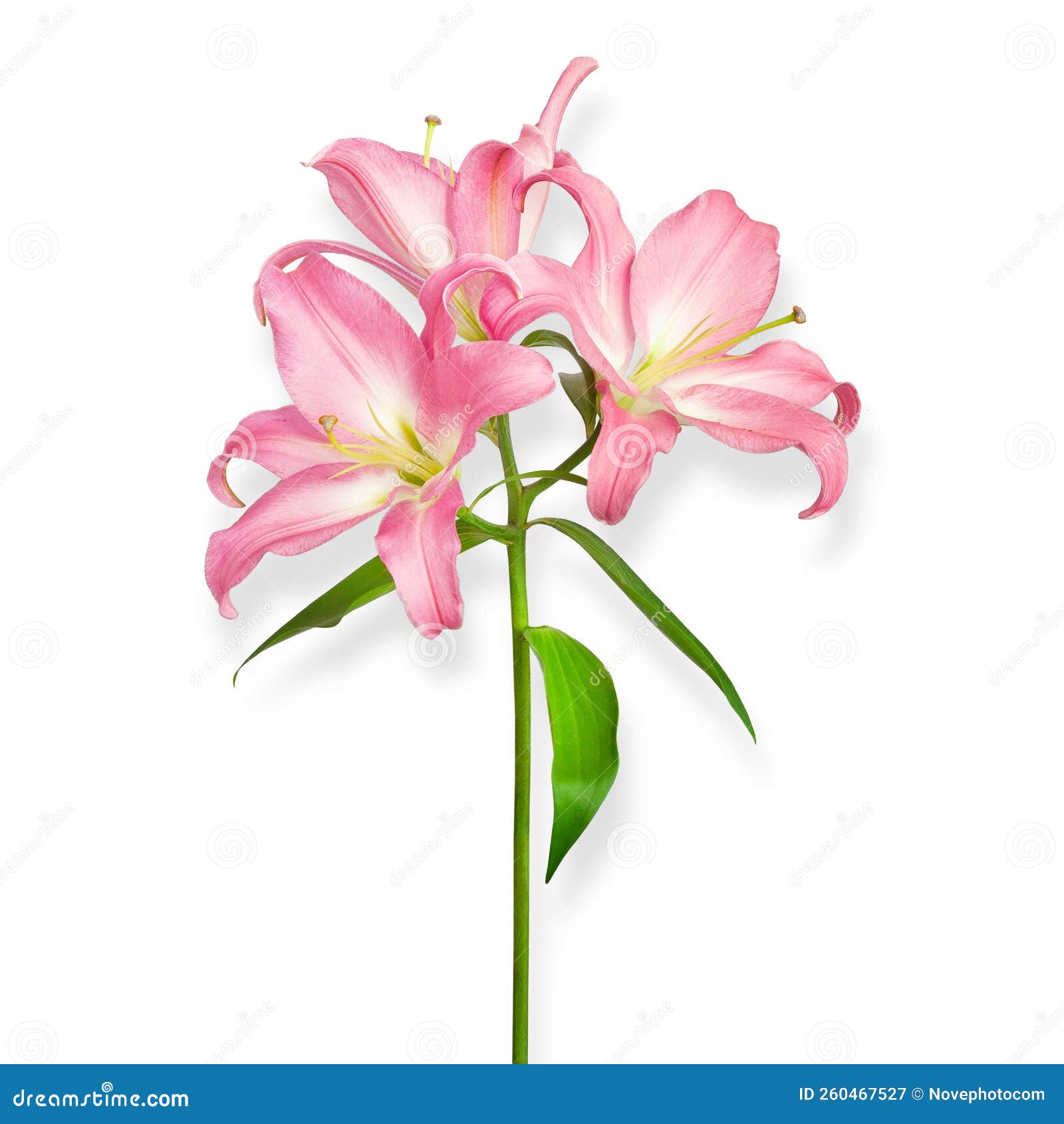 Lilies Flowers. Pink Lilies Stock Image Image of natural, holiday