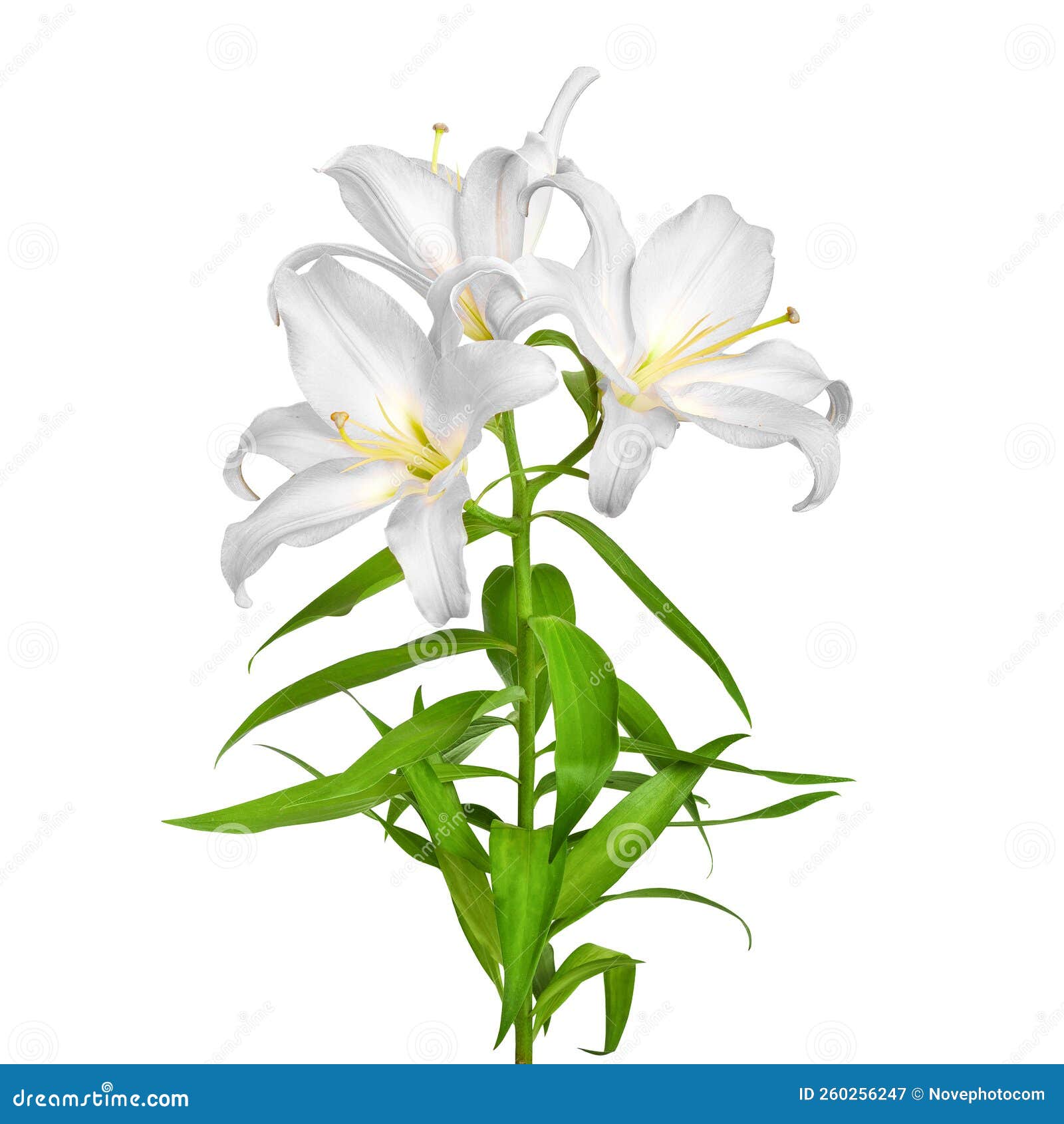 Lilies Flowers. White Lilies Stock Image Image of floral, white