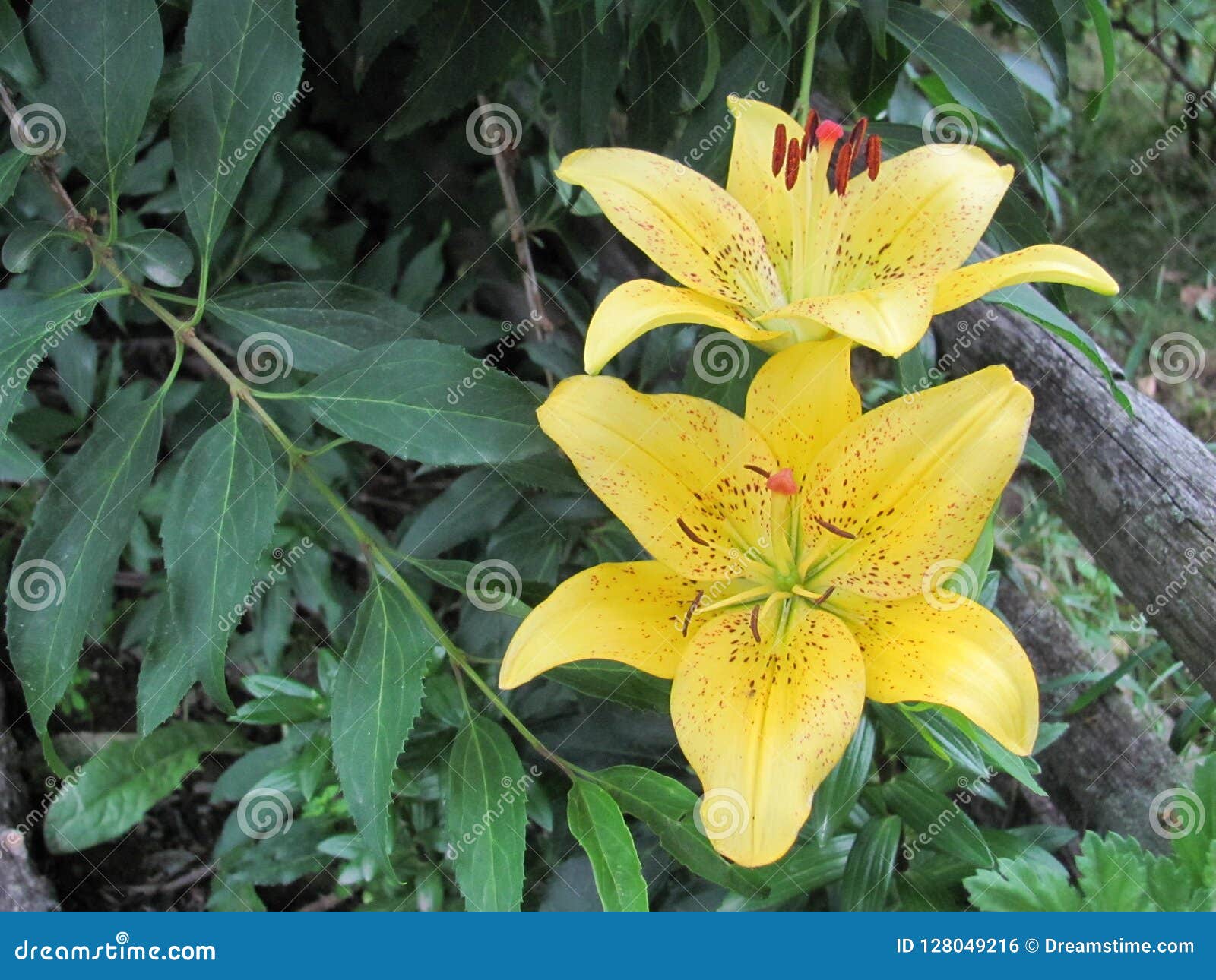 The lilies in the garden stock photo. Image of flower 128049216