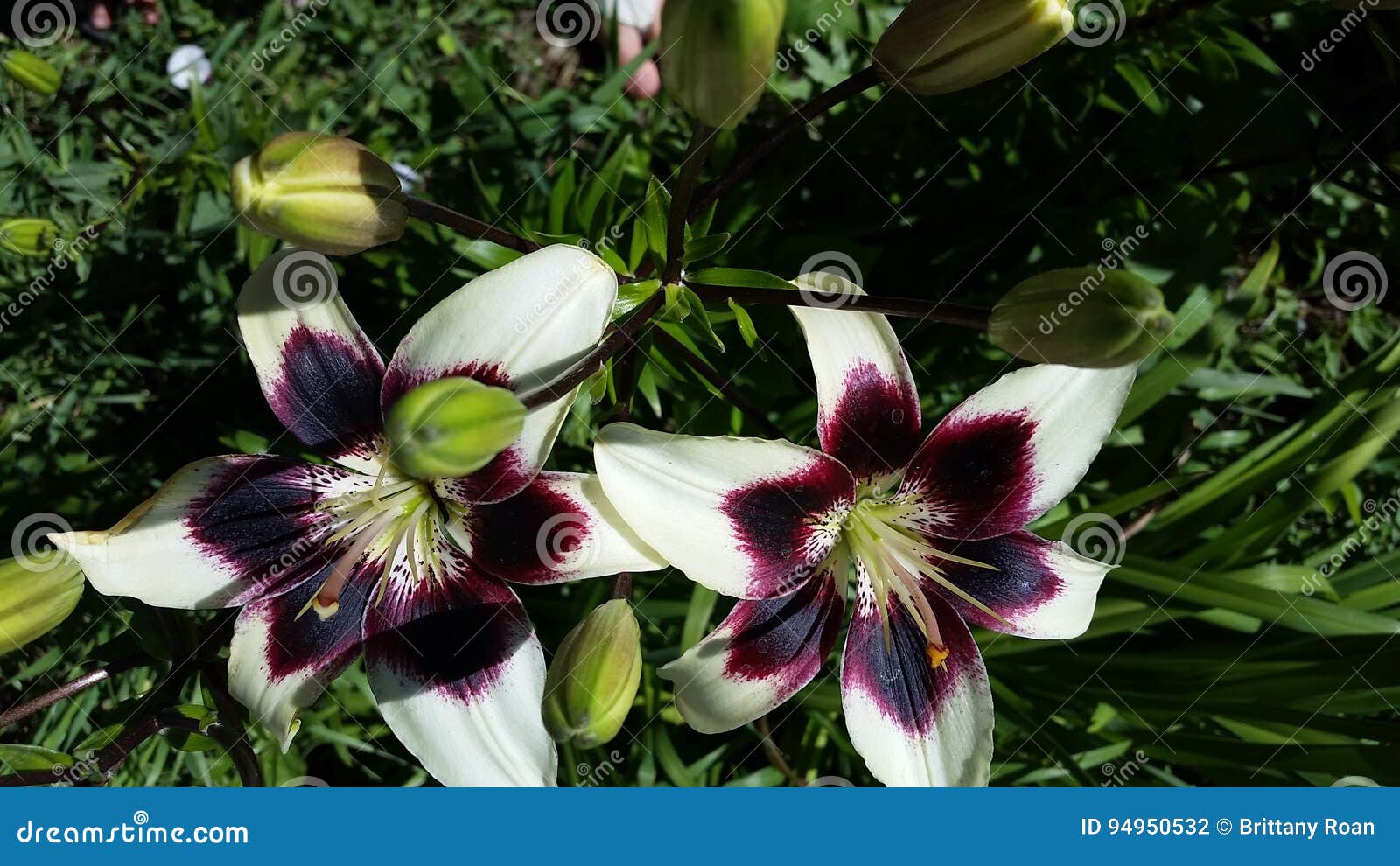 Lilies stock photo. Image of beautiful, grass, green 94950532