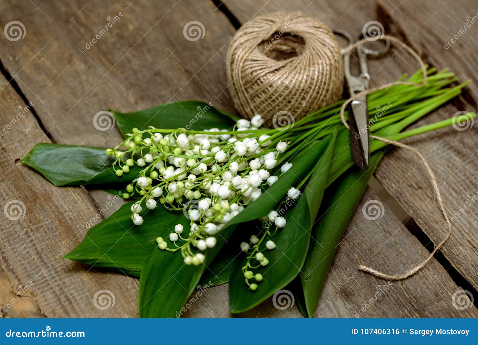 Lilies of the valley stock photo. Image of beauty, natural - 107406316 