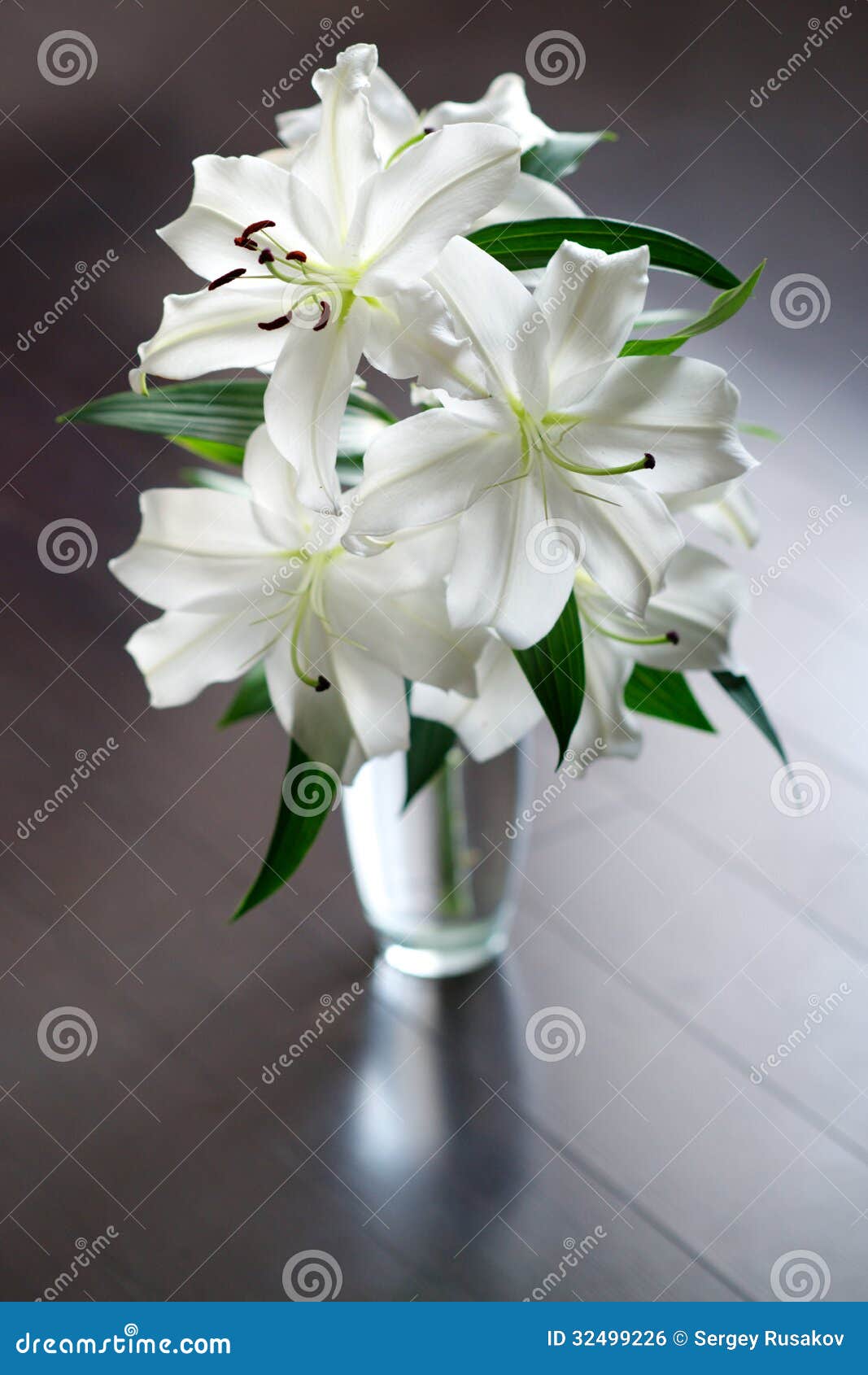 Lilies in vase stock photo. Image of water, november 32499226