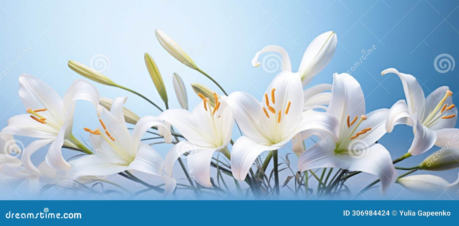 lilies of white flowers and lily grass on a bright bluewhite background,