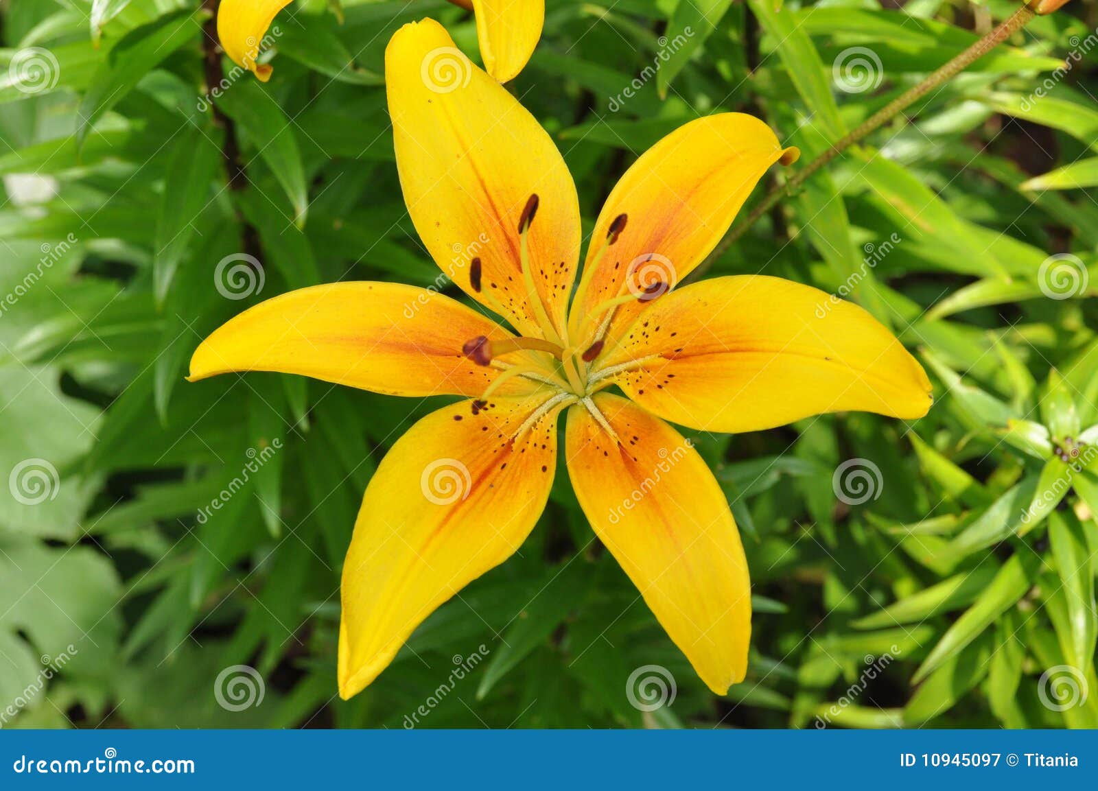 Lilium. Beaux lis de tigre et leavies oranges