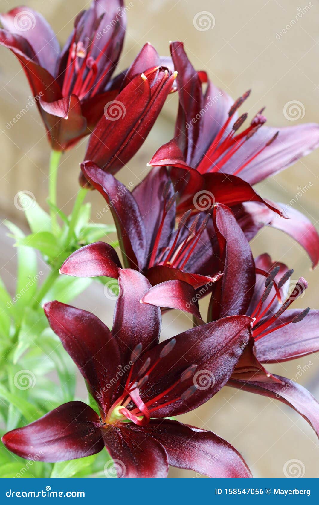 Lilium Dark Secret is a Asiatic Lilies Stock Photo - Image of fresh, bunch:  158547056
