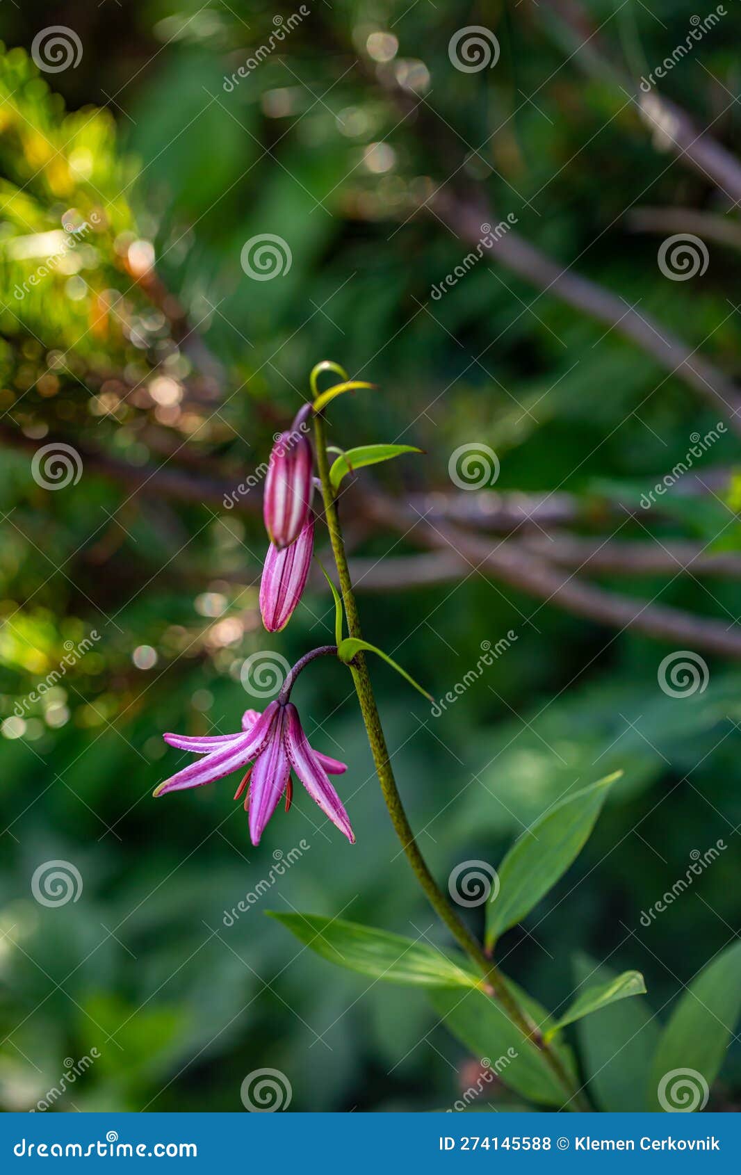 Lilium Martagon Flower Growing in Forest, Close Up Stock Photo Image