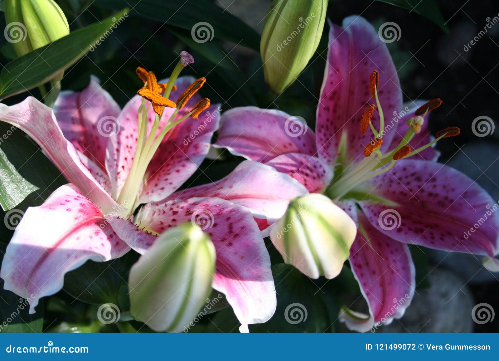 Lilium - Star Gazer - in Blossom and with Buds Stock Photo - Image of ...