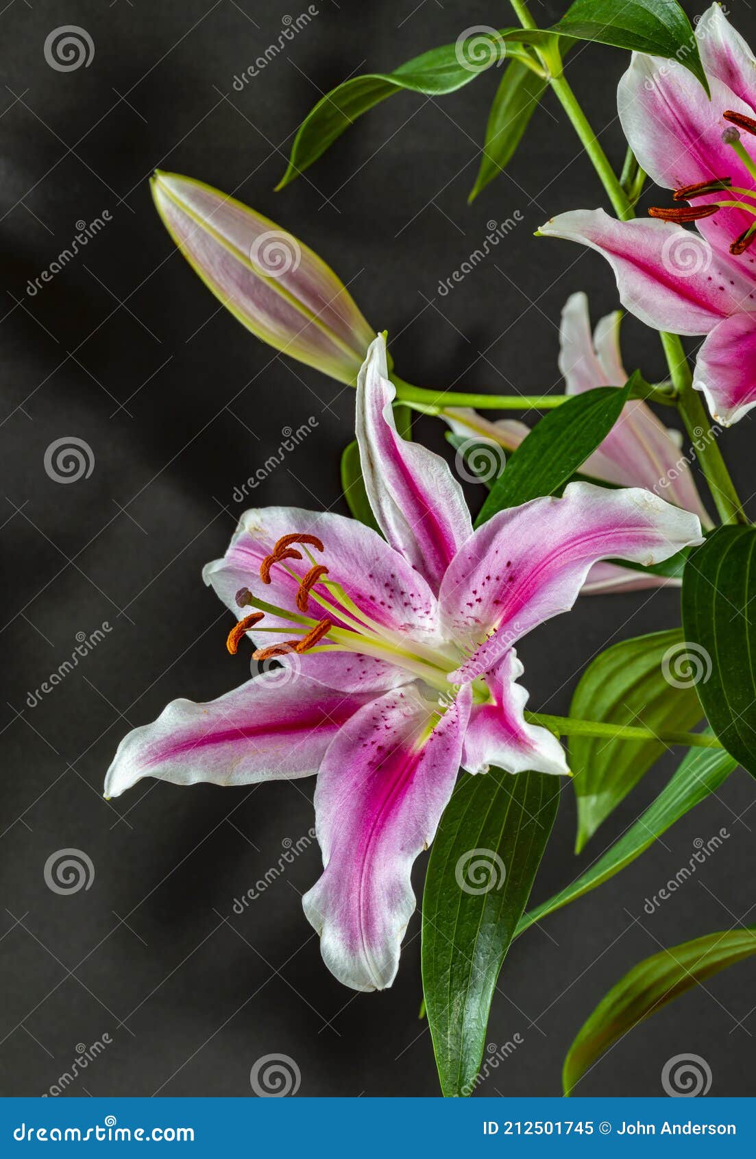 Pics stargazer lily Stargazer lily