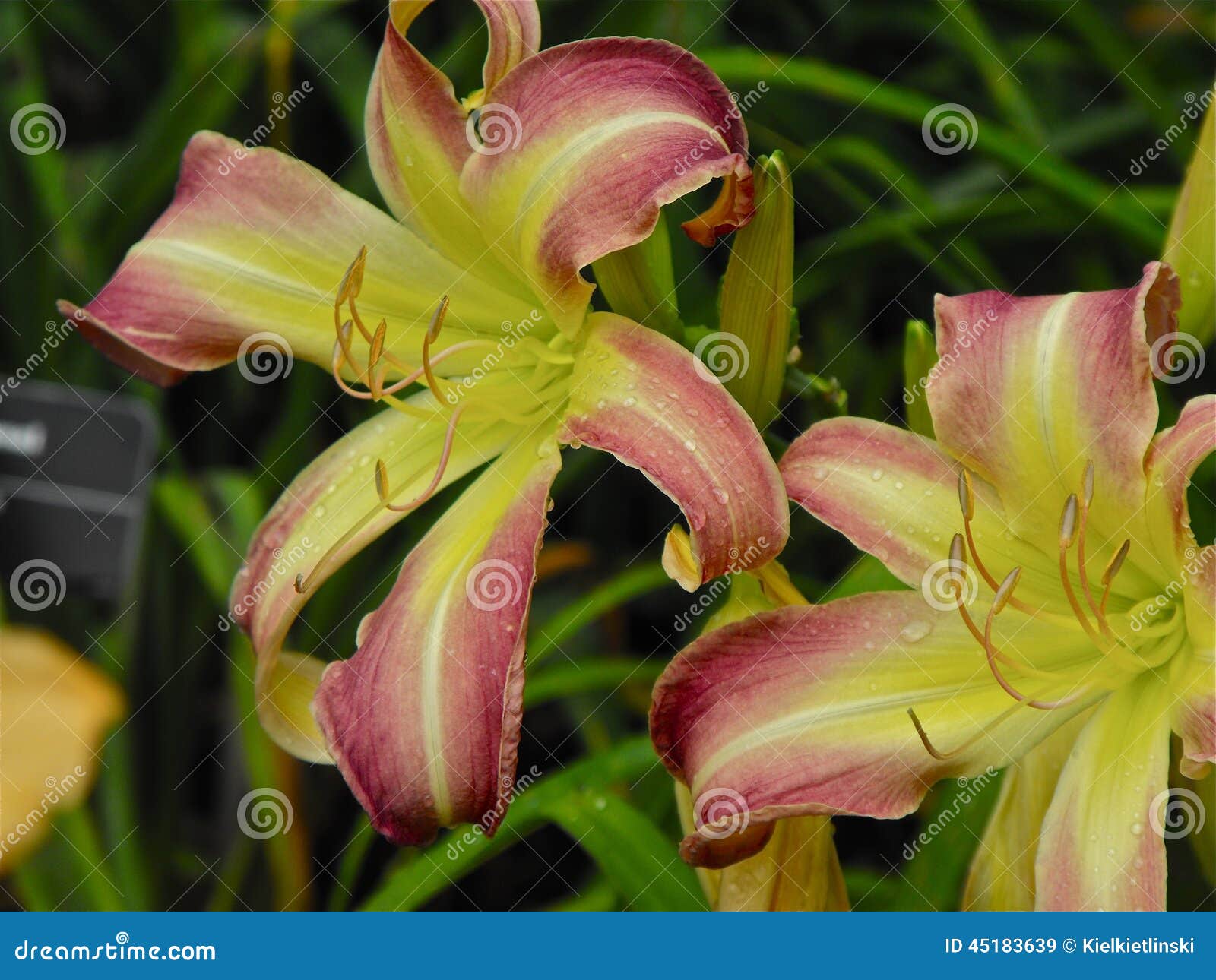 Lilly Flowers, St. Louis, Mo Stock Image Image of lilly, pine 45183639