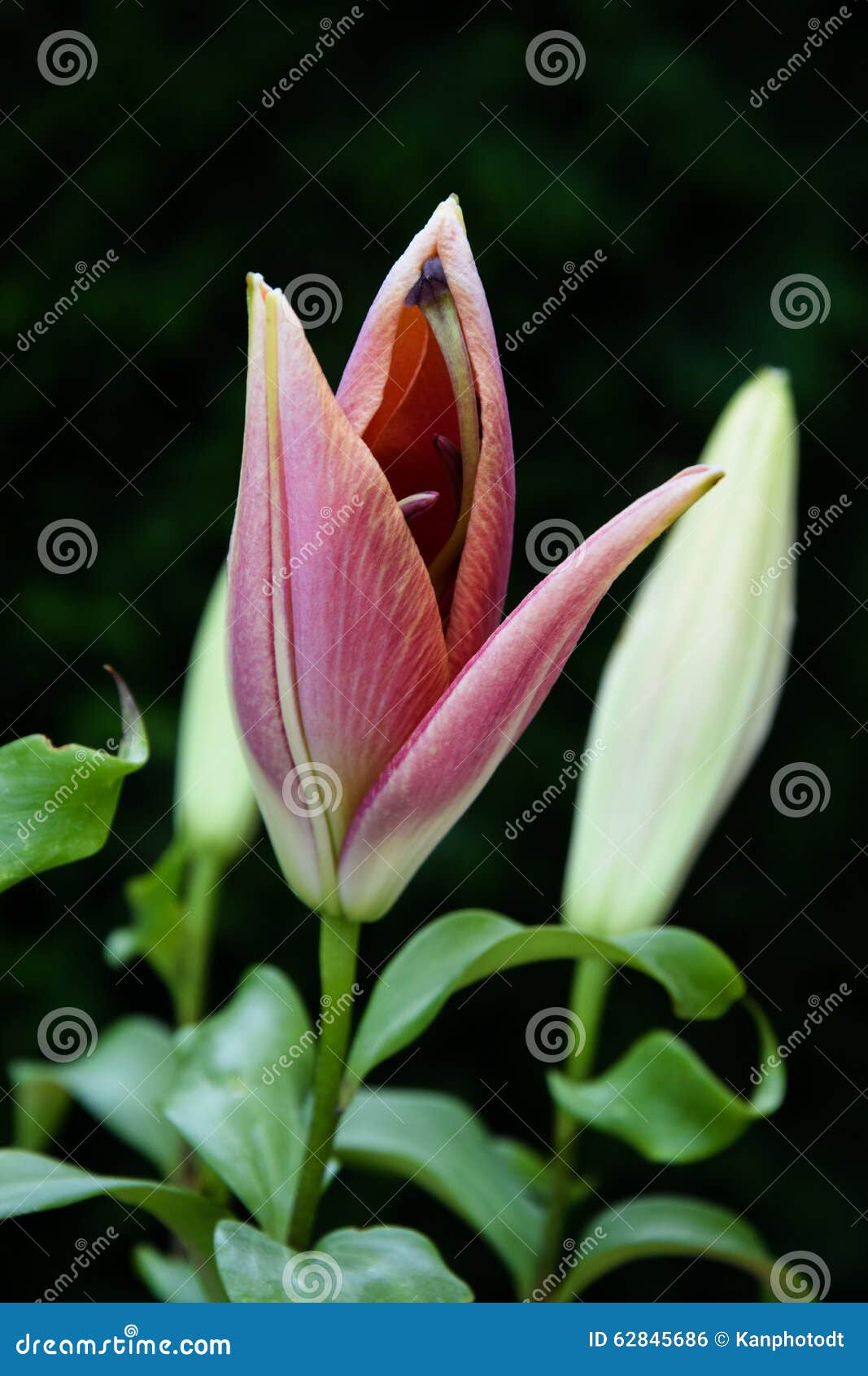 Lilly Flowers Start Blooming Stock Photo Image of fragrant, beauty