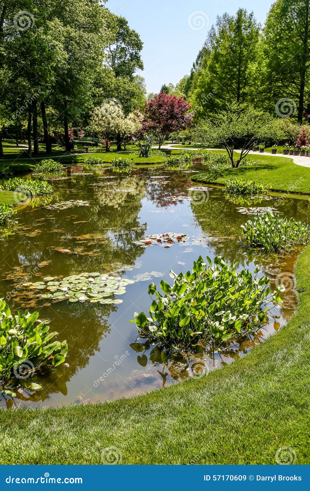 Lilly Pads in Pond of Formal Garden Stock Image - Image of garden
